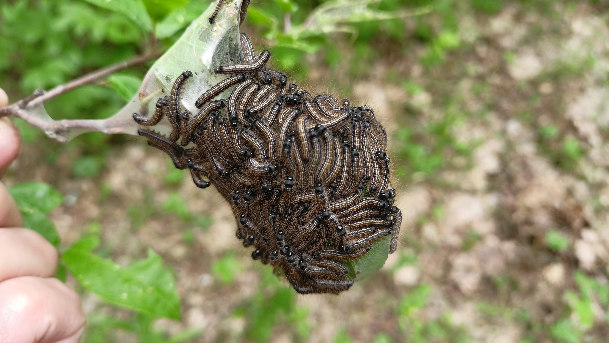 congregation - My, The photo, Insects, Caterpillar