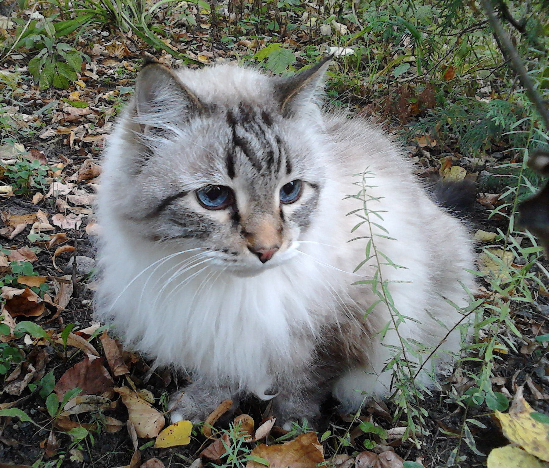 Blue-eyed cat Phil - My, Pets, cat, Pick-up headphones, Favorite, Longpost