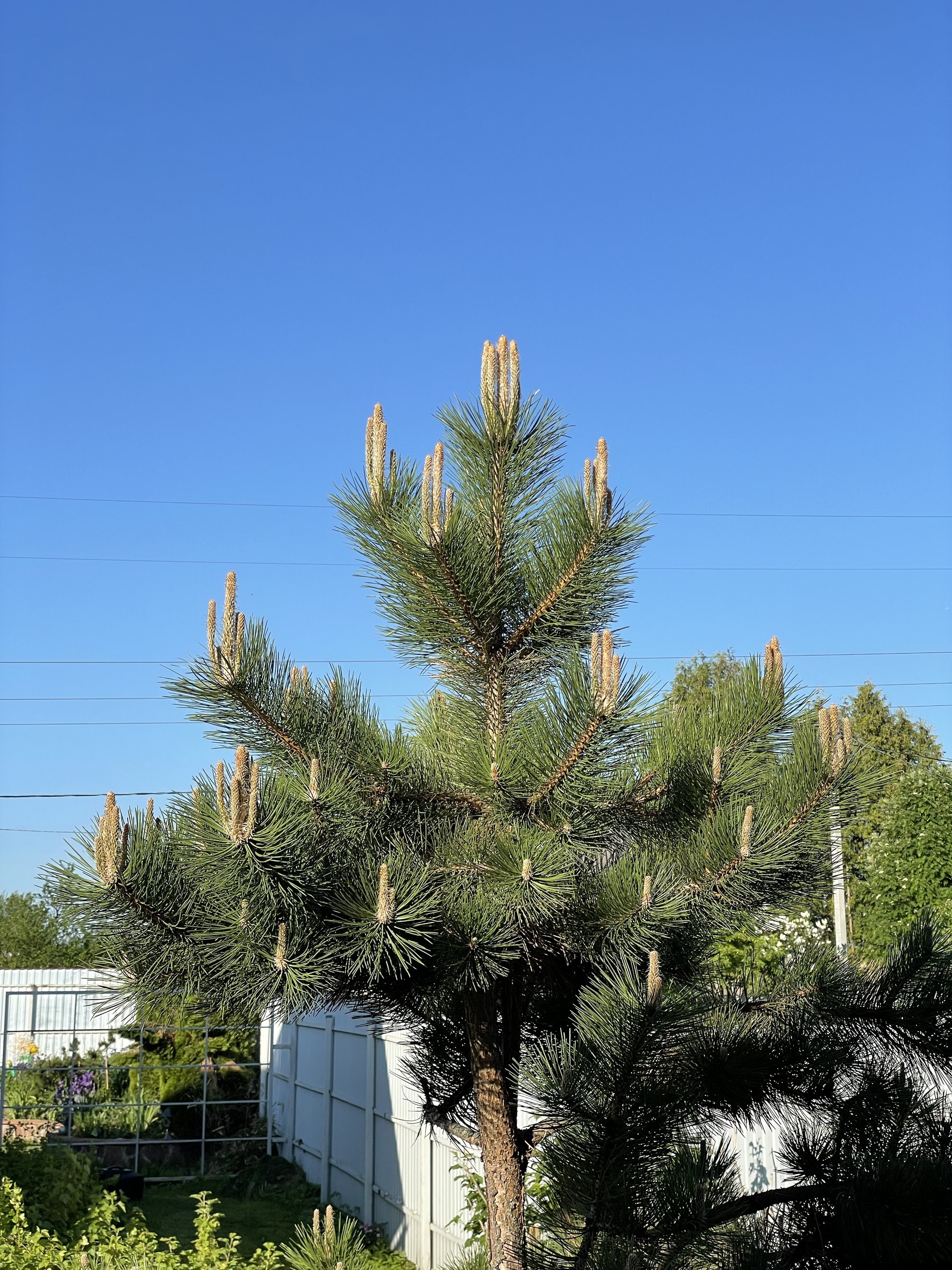 Just a pine tree showing fakes - My, The photo, Mobile photography, Pine, Fak (gesture), It seemed