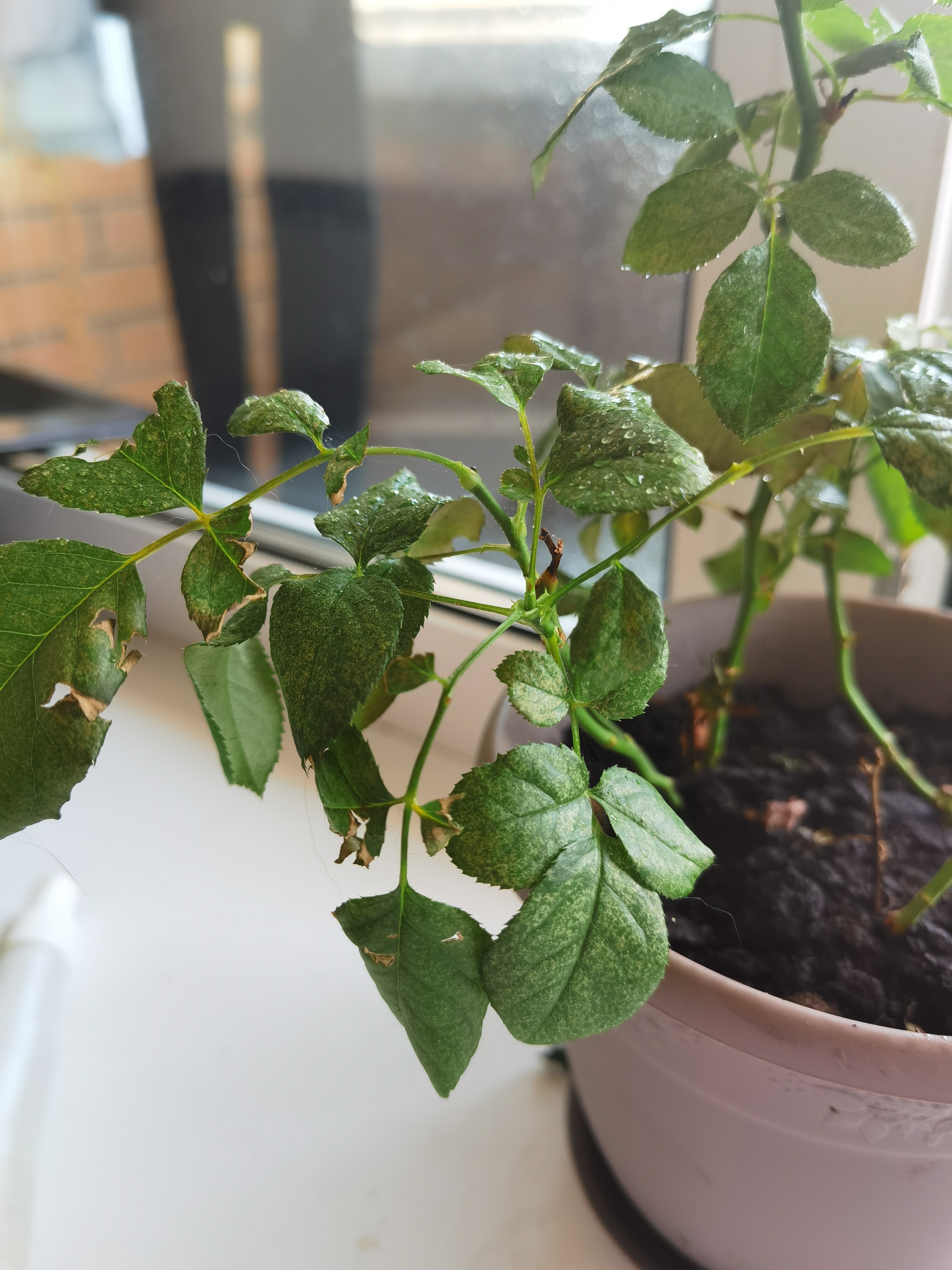 Indoor rose dies - My, Houseplants, the Rose, Gardening, Longpost