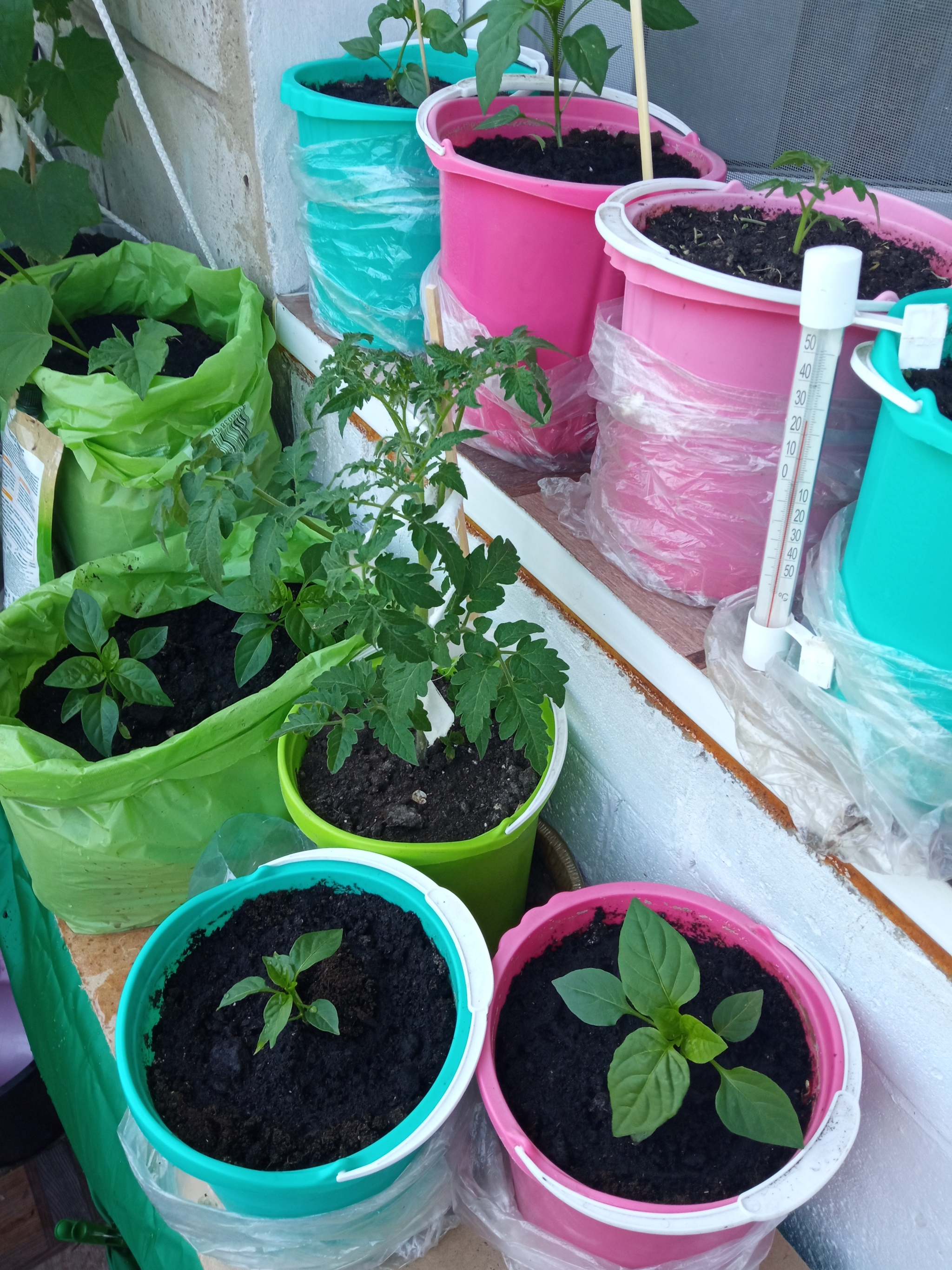 Show off your garden 2 - My, Vegetable garden on the windowsill, Seedling, Longpost