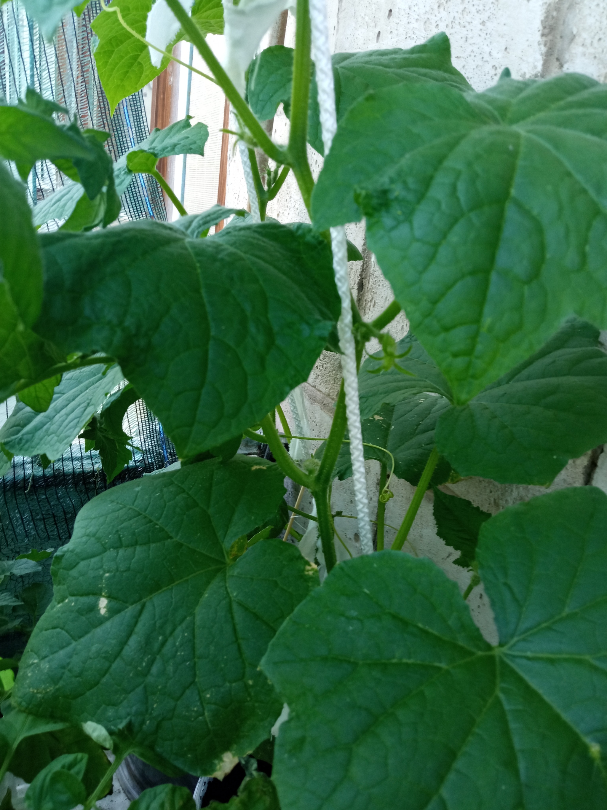 Show off your garden 2 - My, Vegetable garden on the windowsill, Seedling, Longpost