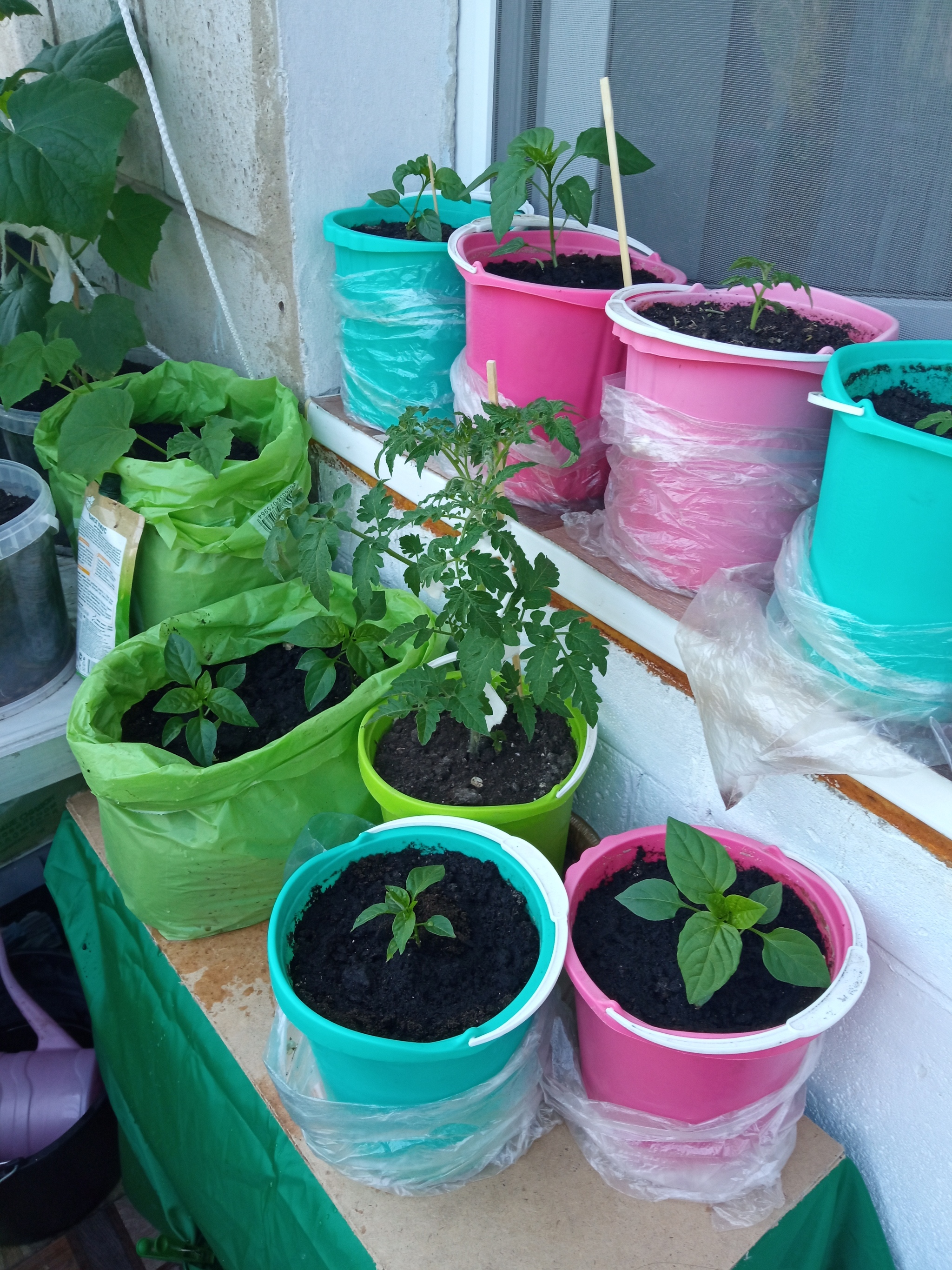 Show off your garden 2 - My, Vegetable garden on the windowsill, Seedling, Longpost