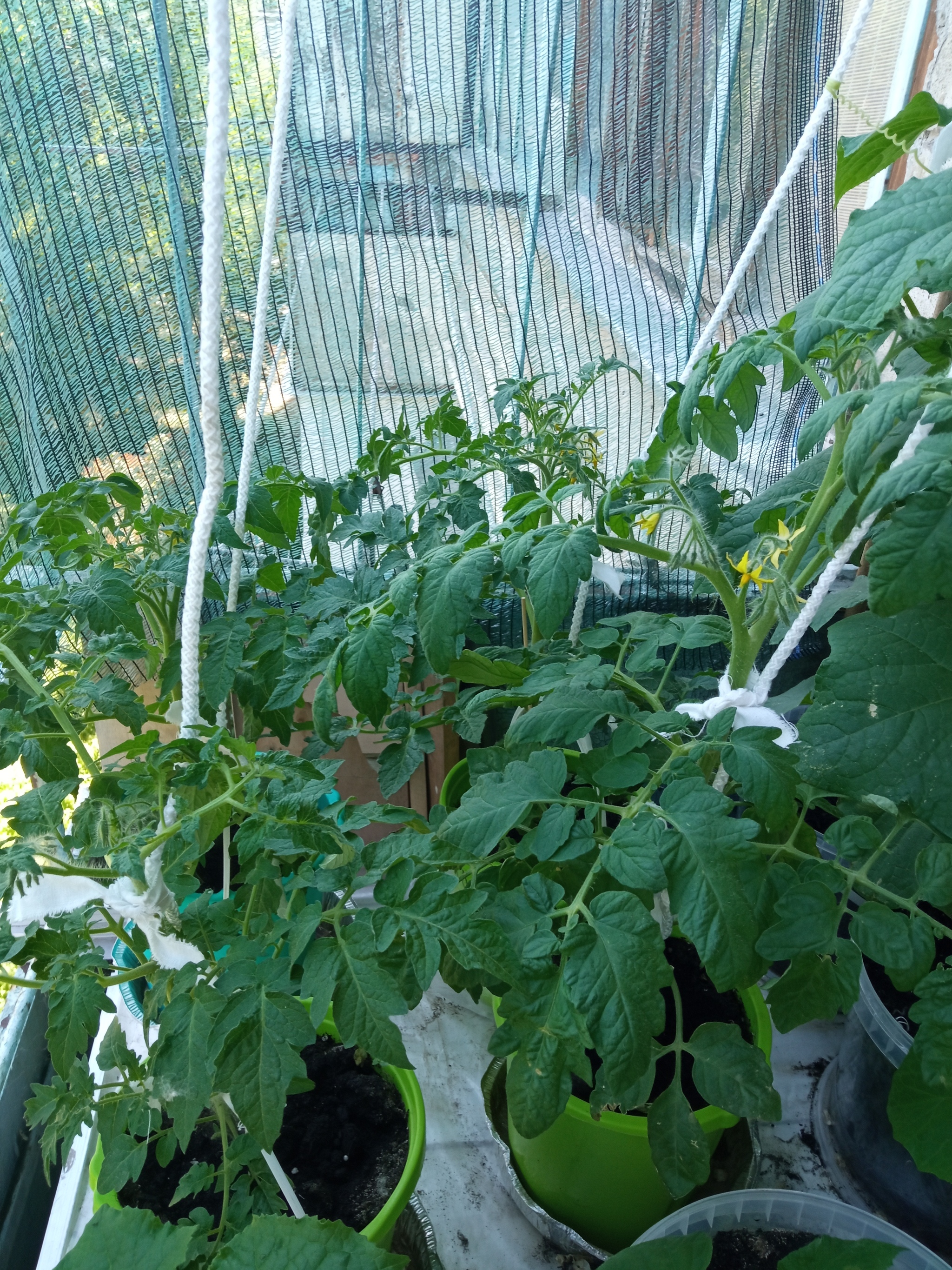 Show off your garden 2 - My, Vegetable garden on the windowsill, Seedling, Longpost