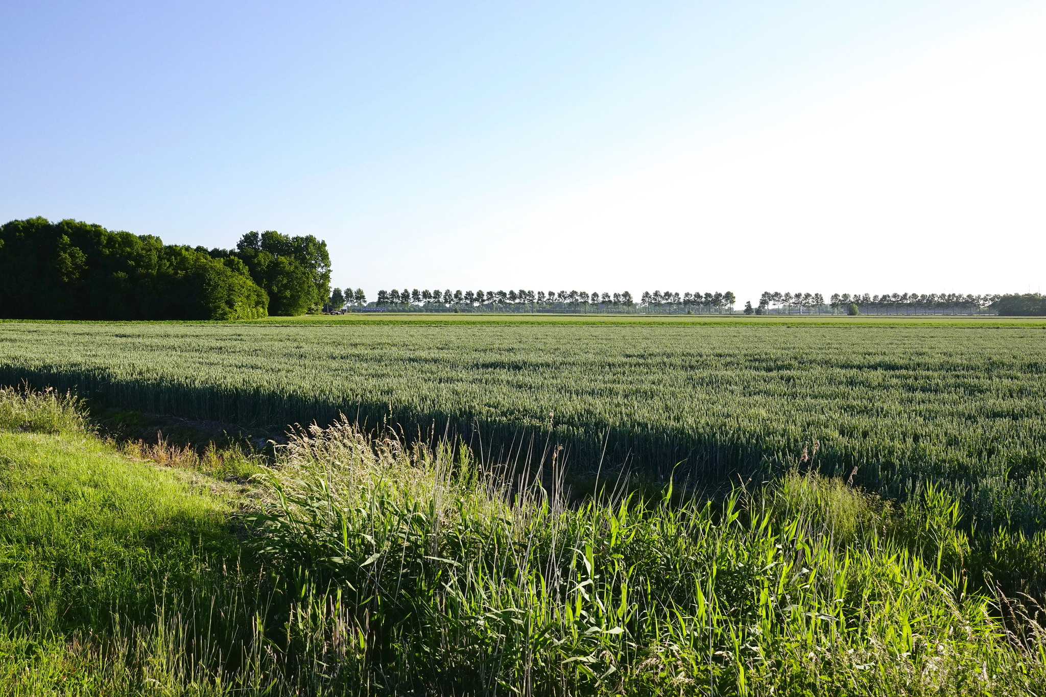 Holland - My, Netherlands (Holland), Nature, The photo