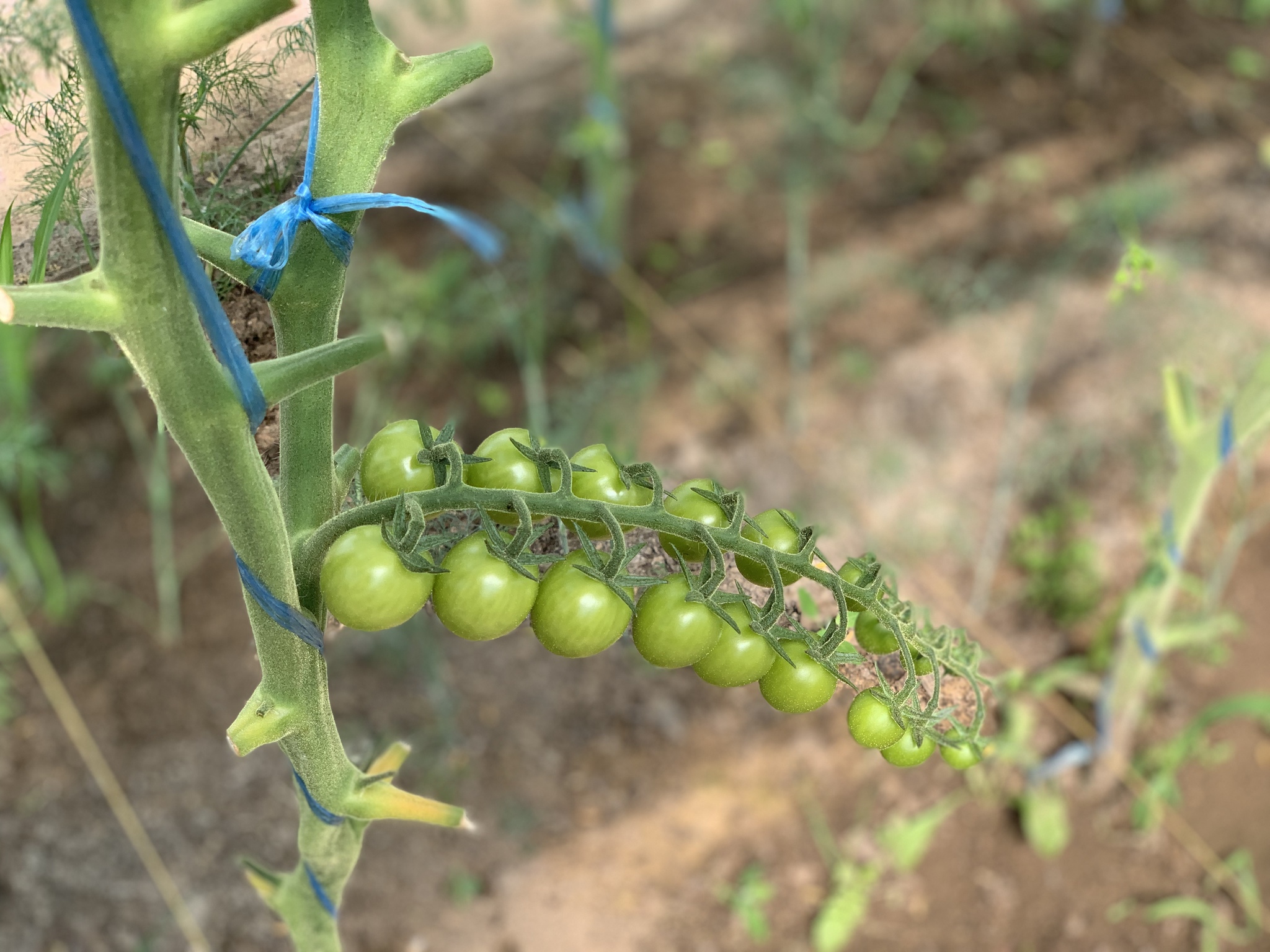 Tomatoes - Cherry tomatoes, Dacha, Longpost