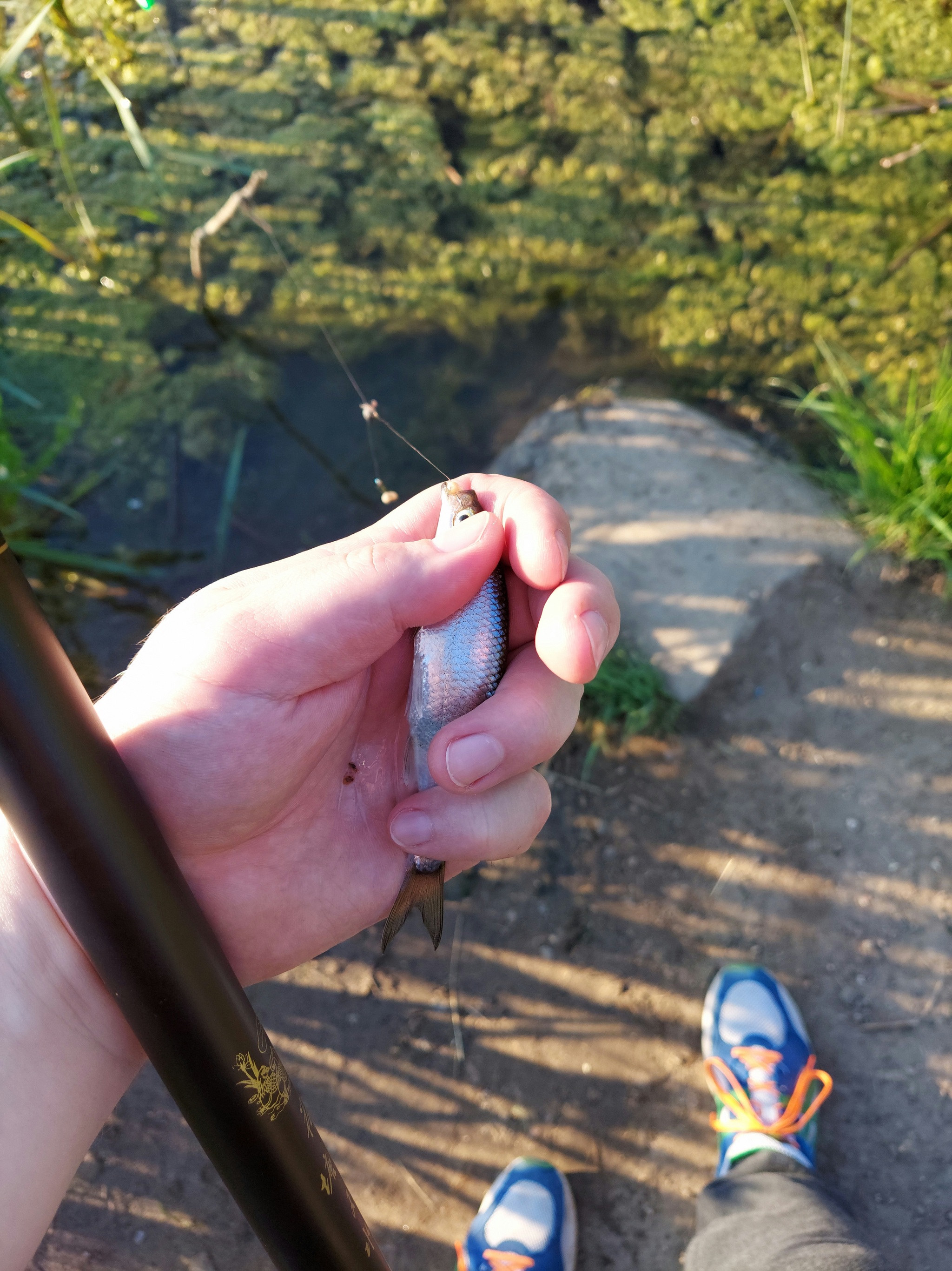 Rybov watched - My, Fishing, Do you sell fish?, Weekend, Relaxation, A fish, cat, Longpost