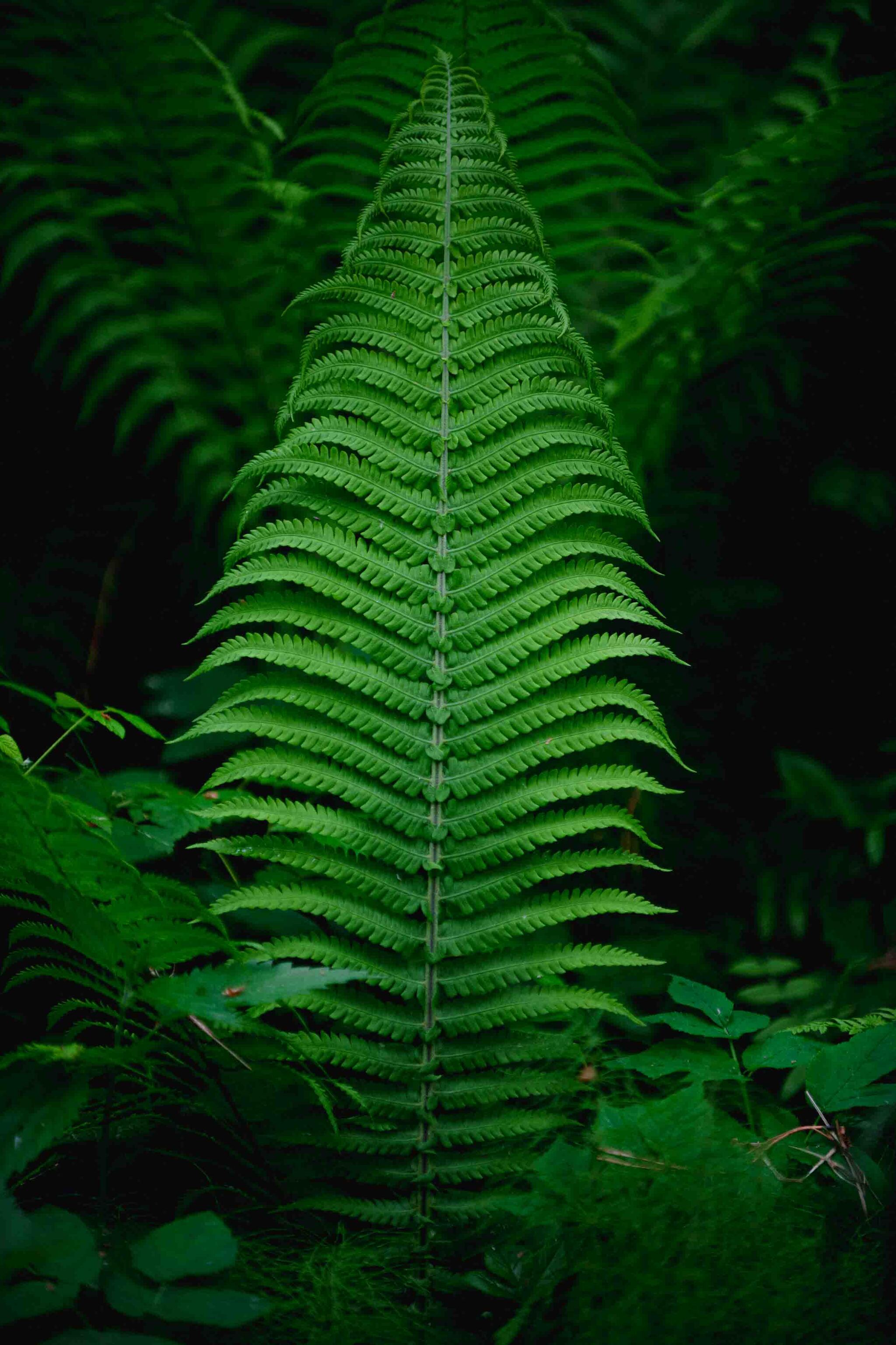 Fern - My, Forest, The photo, Photographer, Fern, Nature