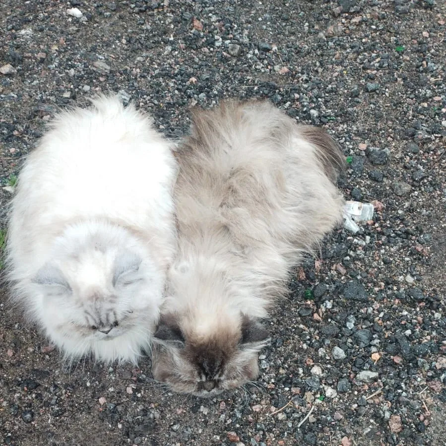 Someone threw out two Persians in a village in the Leningrad region. - My, Animal Rescue, cat, In good hands, Saint Petersburg, Leningrad region, No rating, The strength of the Peekaboo, Longpost