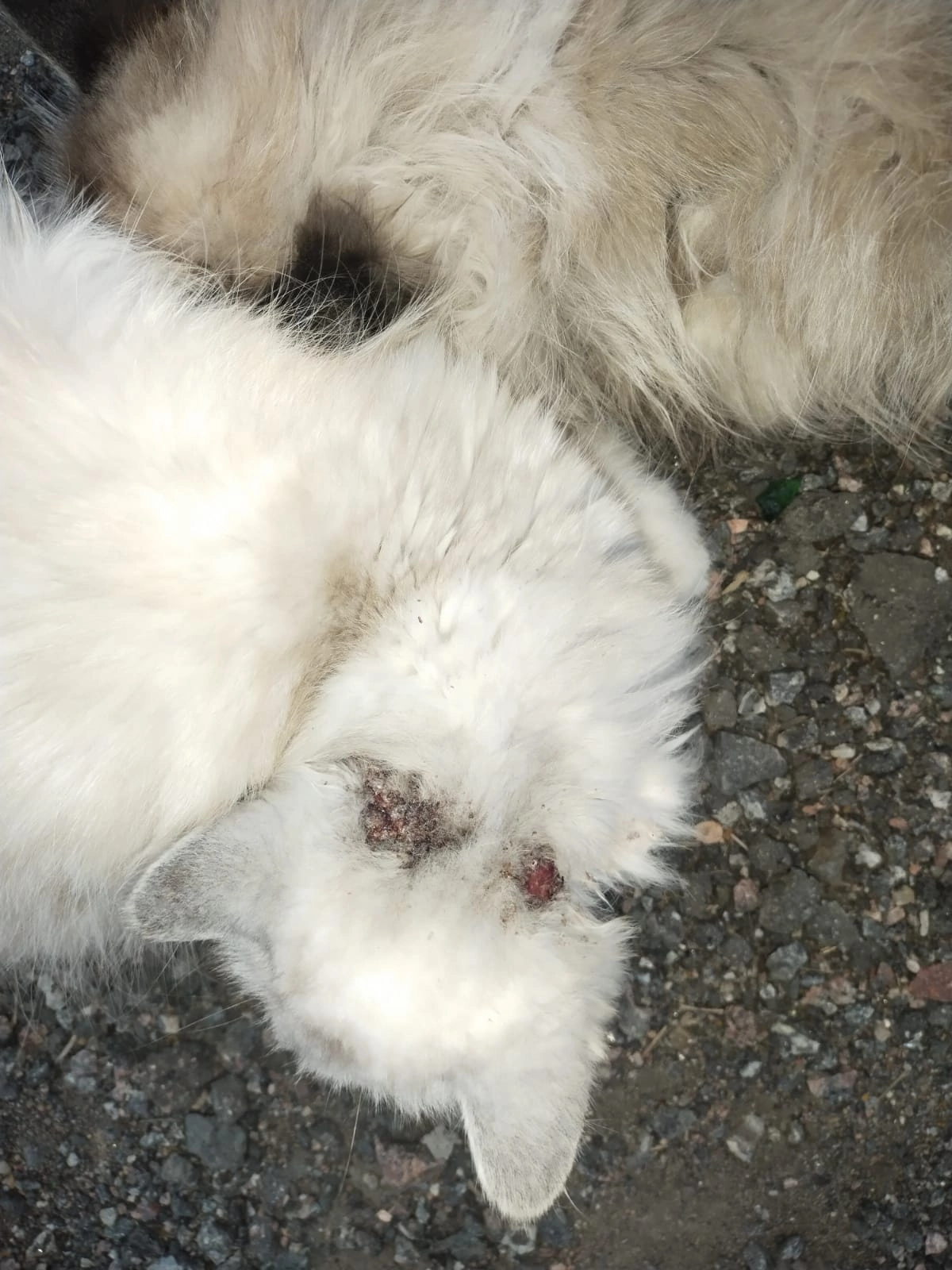 Someone threw out two Persians in a village in the Leningrad region. - My, Animal Rescue, cat, In good hands, Saint Petersburg, Leningrad region, No rating, The strength of the Peekaboo, Longpost