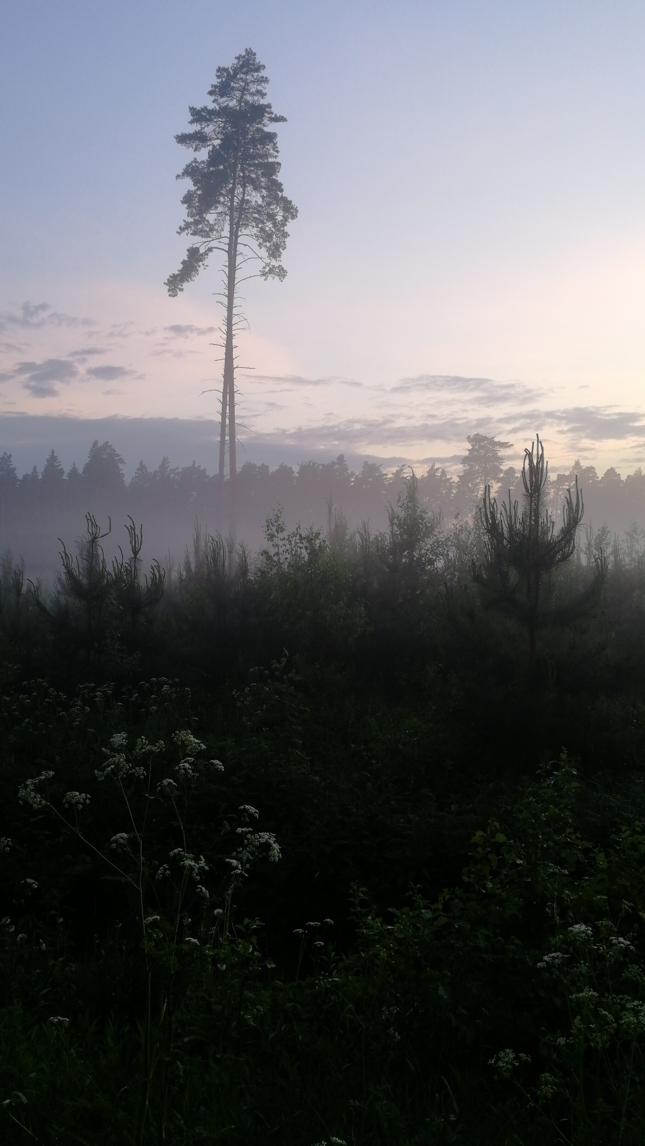 After the rain - Nature, beauty of nature, Fog, Longpost