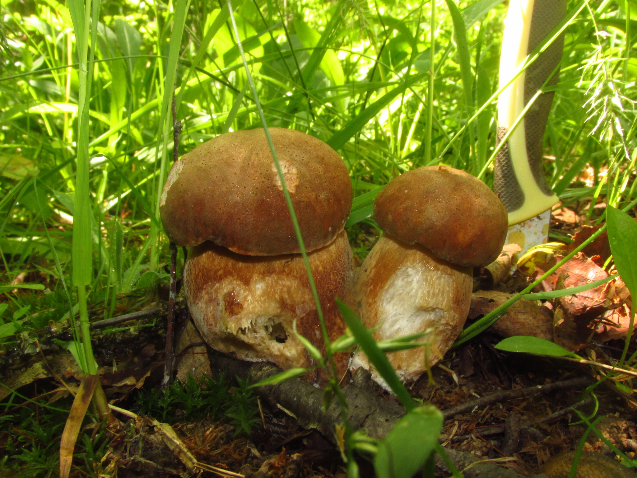 Грибы на юге подмосковья. Белый гриб бронзовый Boletus aereus. Гриб бронзовый Боровик. Белый гриб бронзовый чёрный Боровик. Гриб Боровик маслята белый гриб.