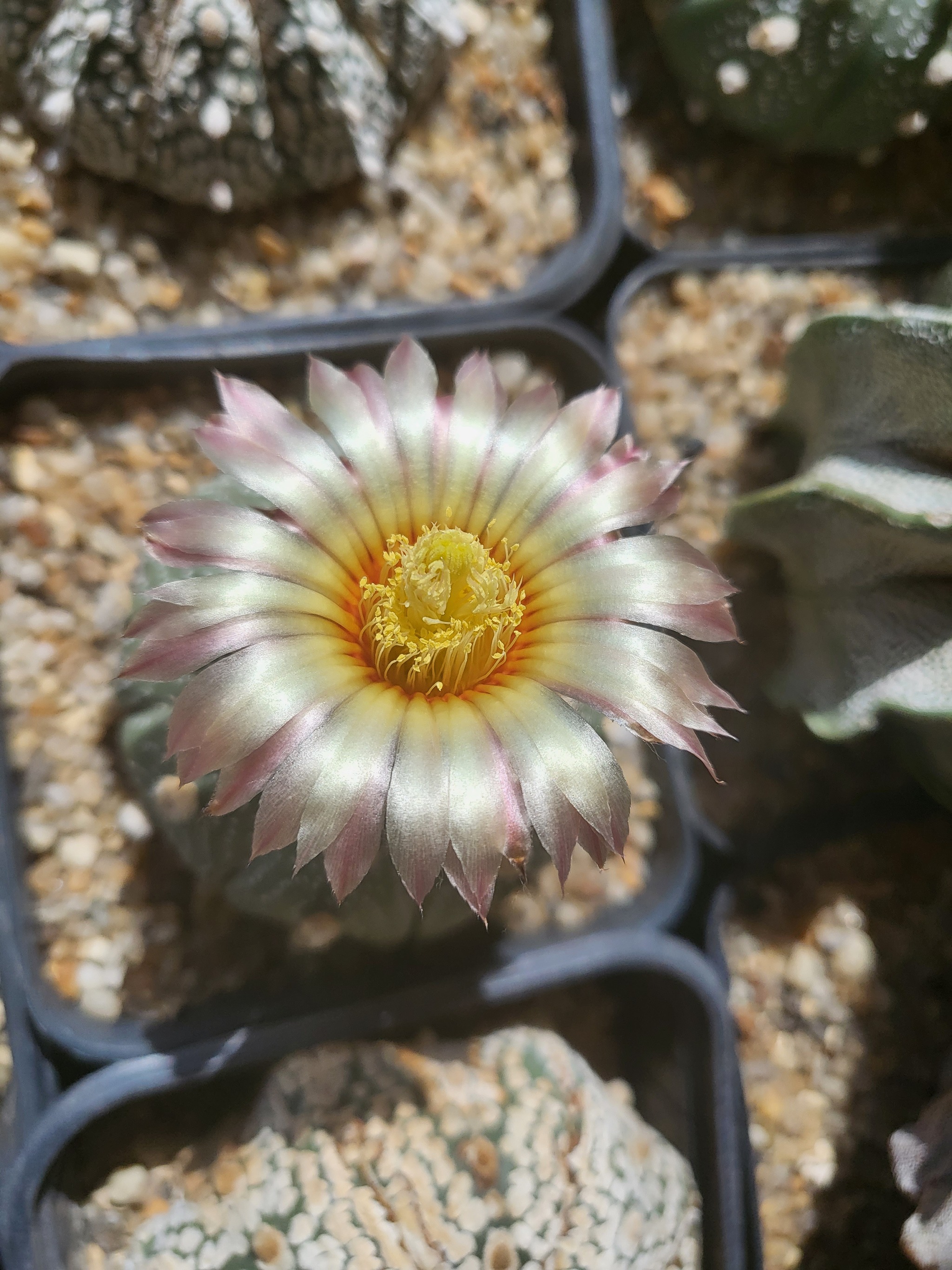 cactus bloomed - My, Cactus, Bloom, Longpost