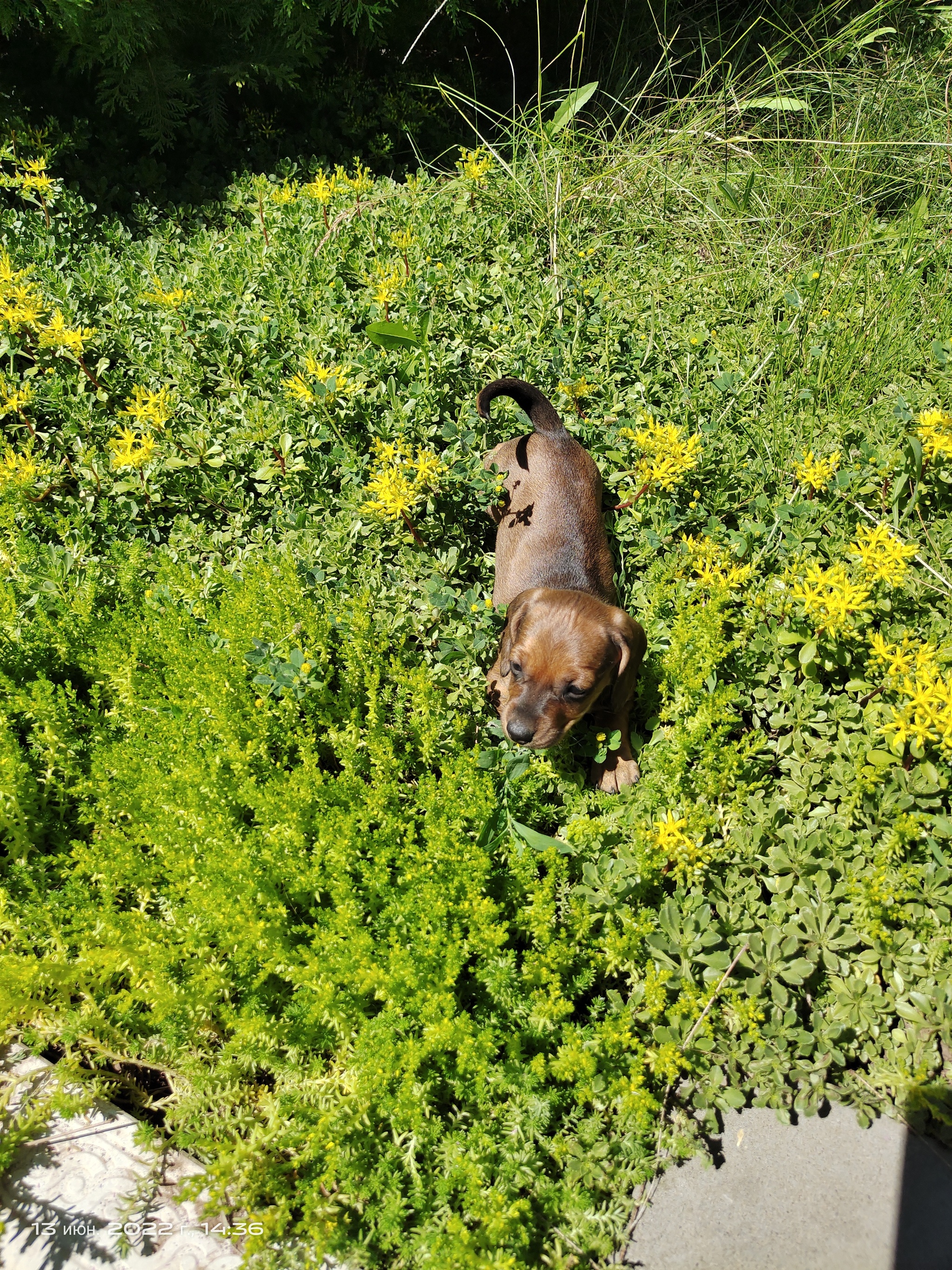 Summer is gone - My, cat, Funtik, Puppies, Dachshund, Longpost, Dog