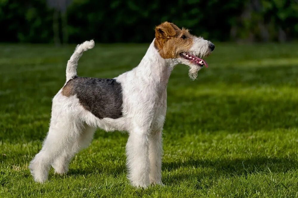 Cookie is the best friend - My, Fox terrier, Dog, Shelter, Animal shelter, Love, Longpost, Positive