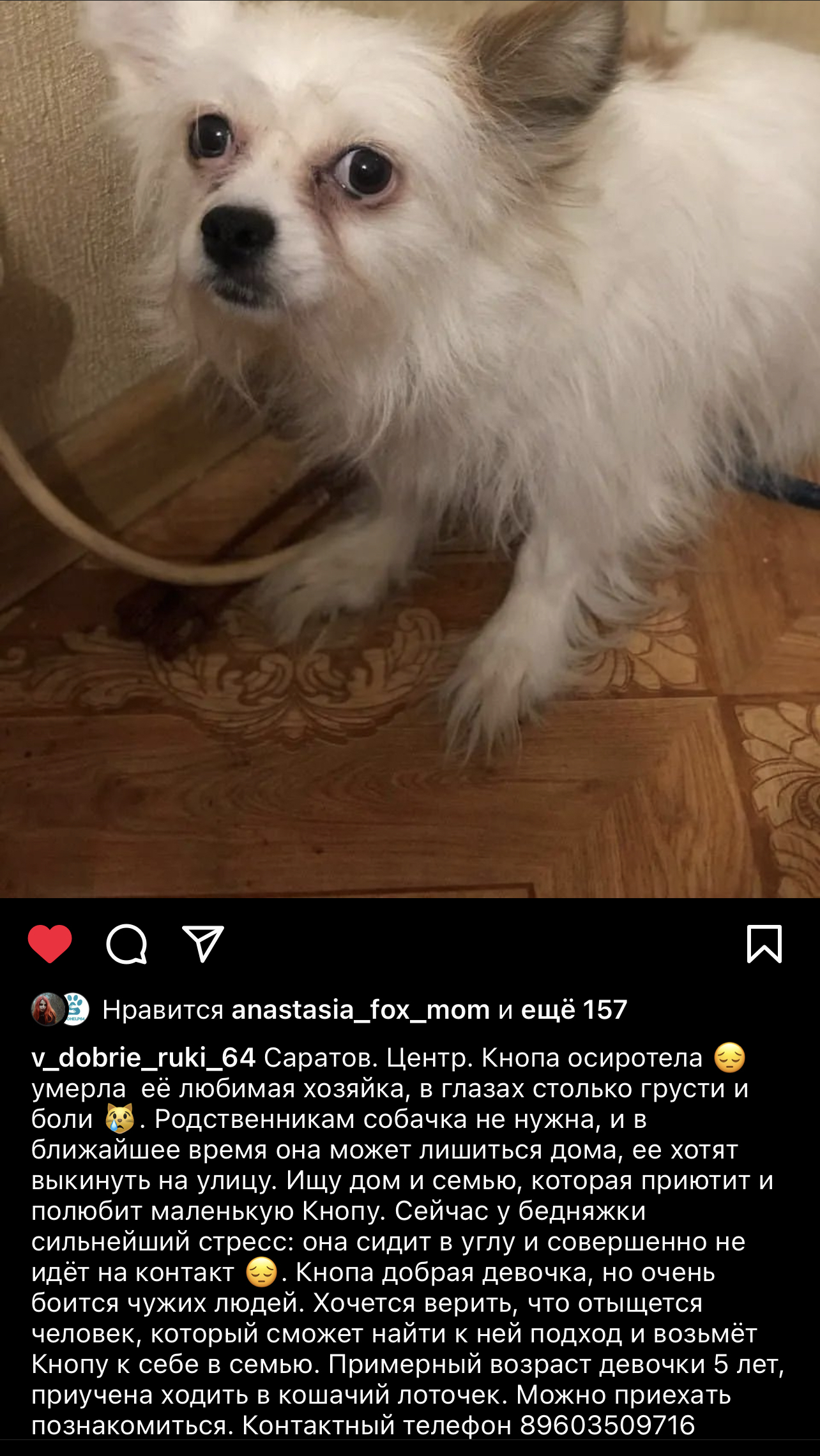 Lonely and useless - My, Engels city, Saratov, Animals, In good hands, Longpost, cat, Dog, Helping animals, Homeless animals, Animal Rescue, Animal shelter