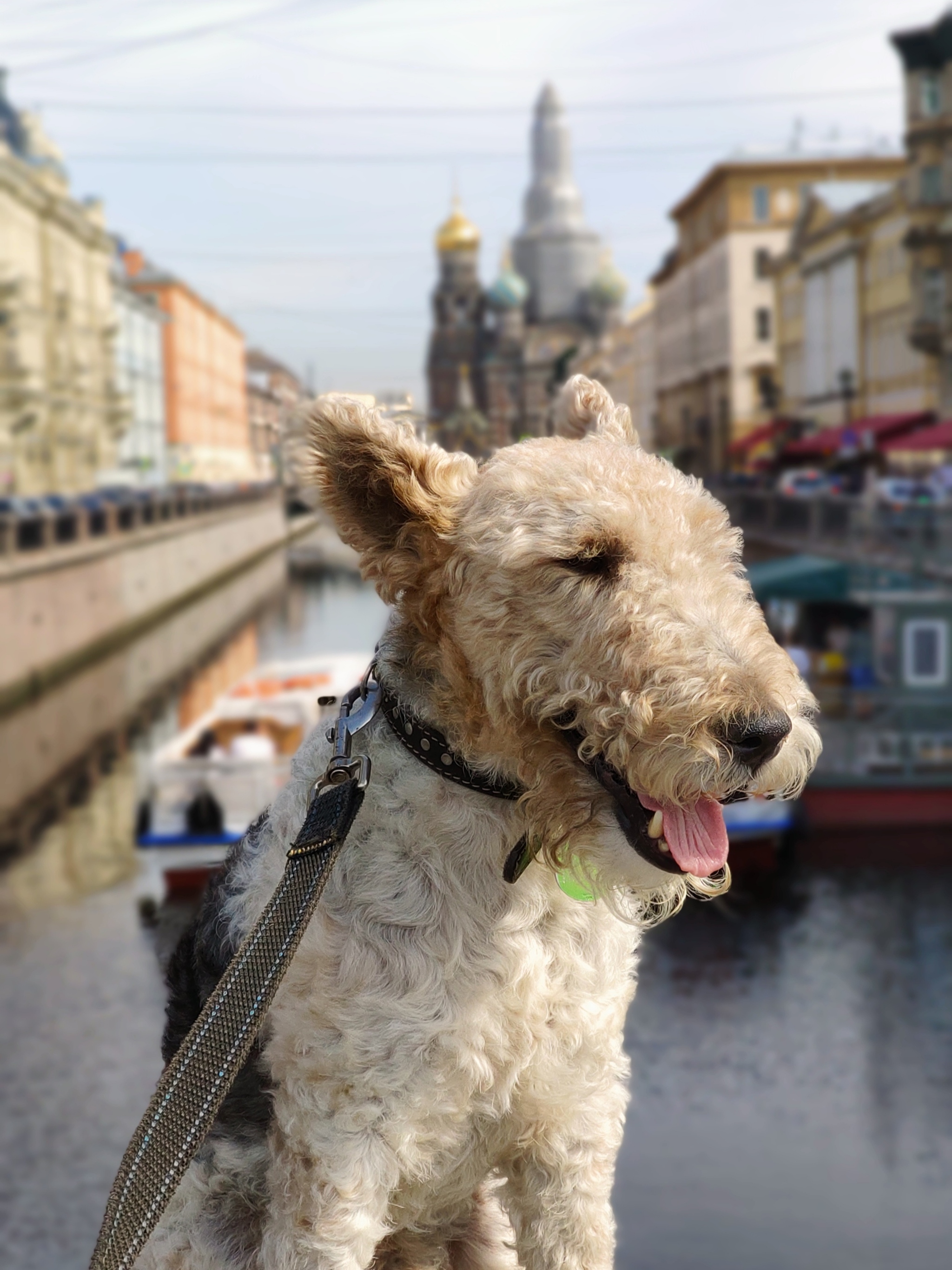 Cookie is the best friend - My, Fox terrier, Dog, Shelter, Animal shelter, Love, Longpost, Positive