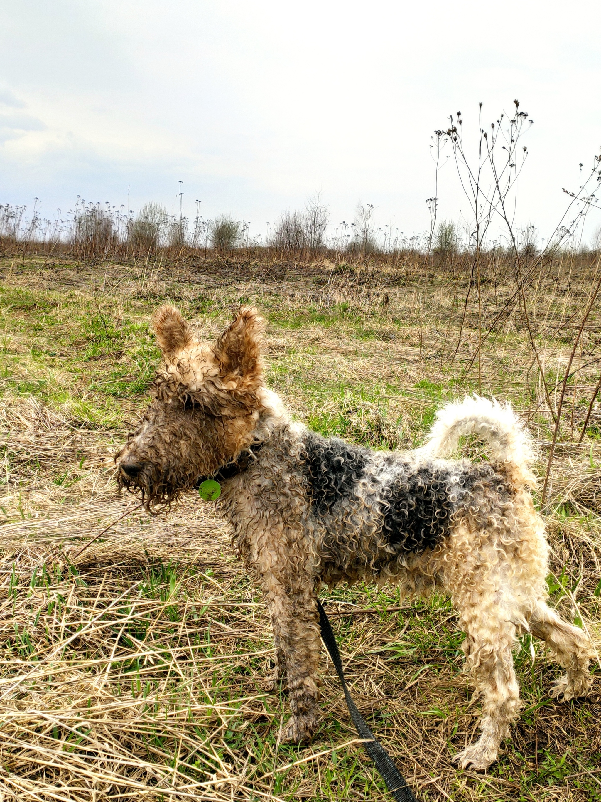 Cookie is the best friend - My, Fox terrier, Dog, Shelter, Animal shelter, Love, Longpost, Positive