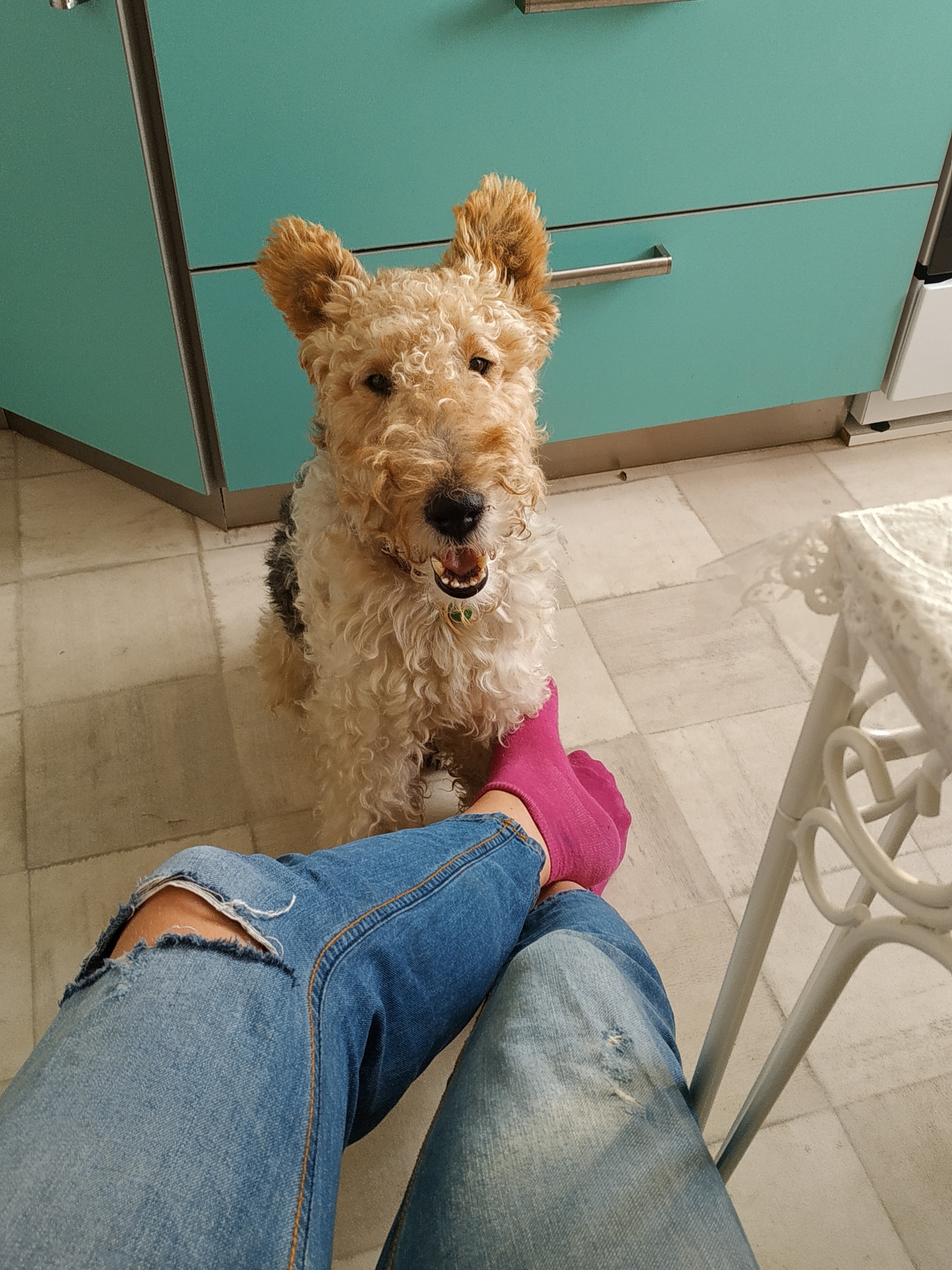 Cookie is the best friend - My, Fox terrier, Dog, Shelter, Animal shelter, Love, Longpost, Positive