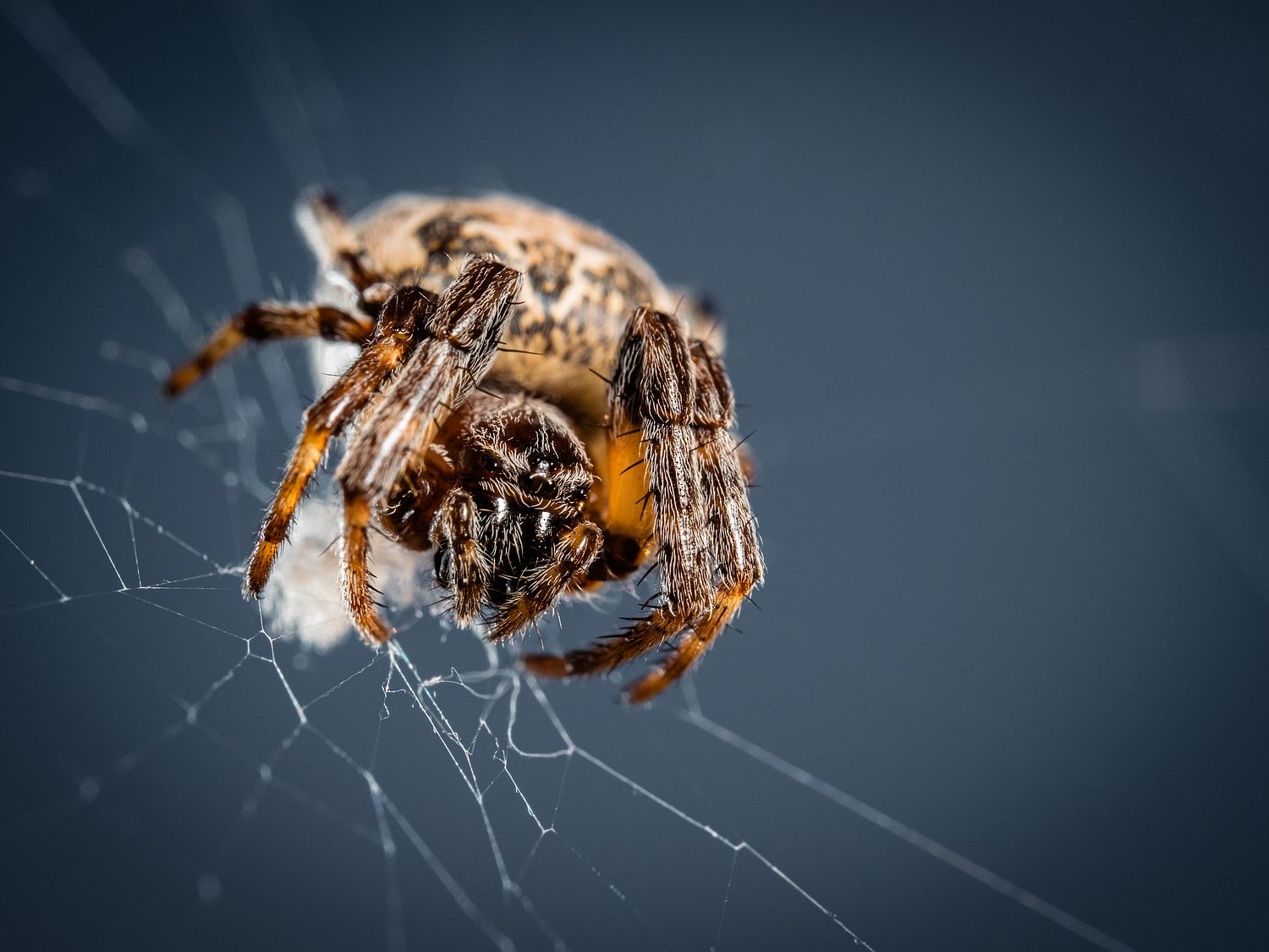 A spider the size of a cherry - My, Spider, Macro photography, The photo, Arachnophobia