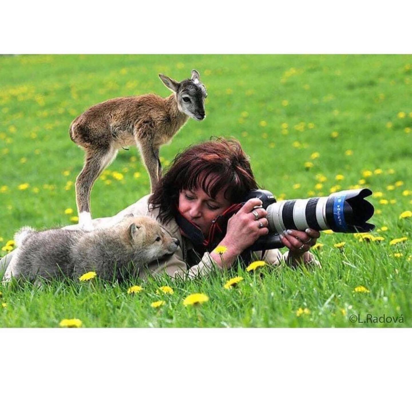 Harmonious photographers - Photographer, Nature, Animals, Wild animals, Longpost