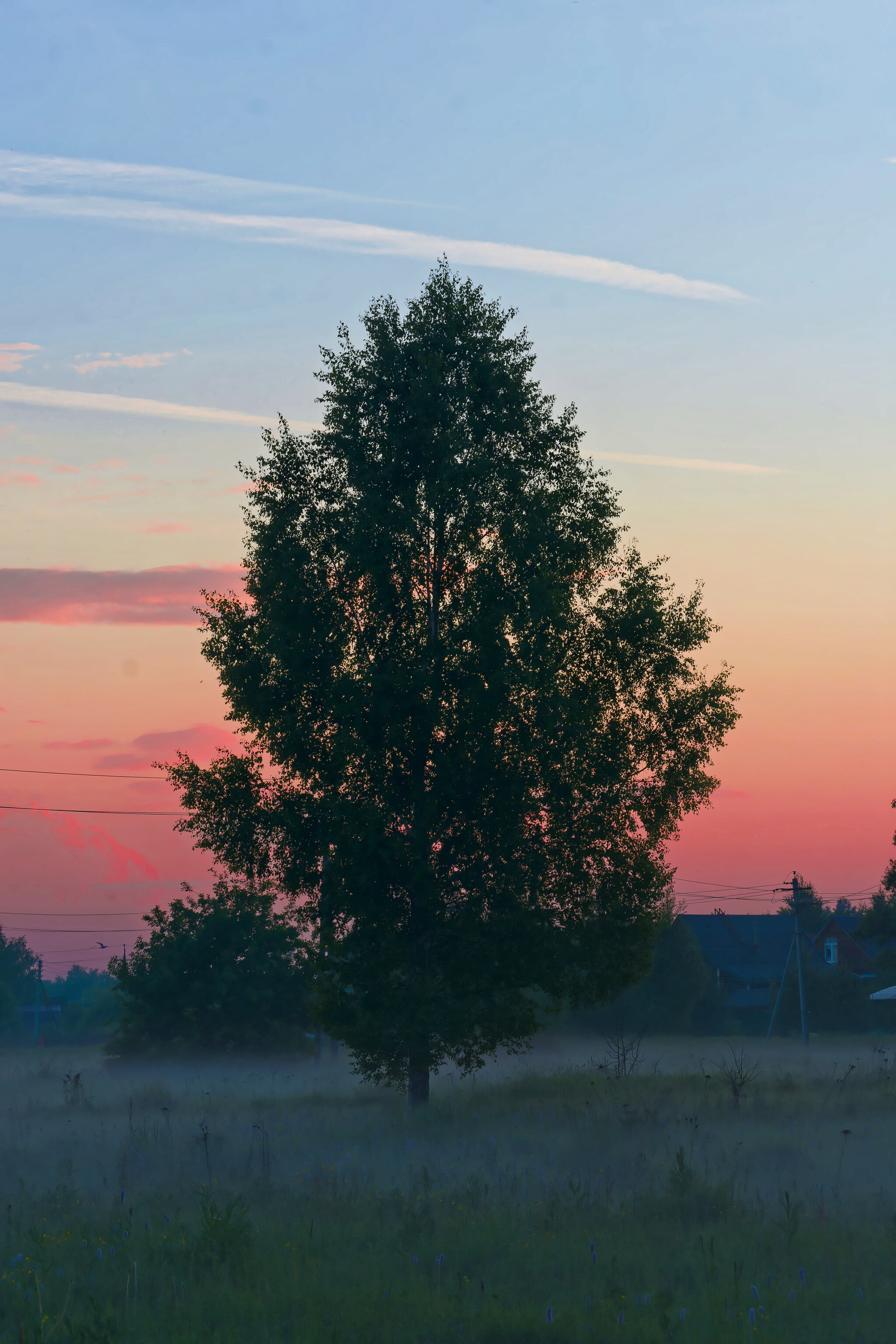 Chronicles of our town - My, Birds, Photo hunting, Ornithology, The nature of Russia, Hobby, Nature, Insects, Жуки, Sunset, Animals, beauty of nature, Longpost