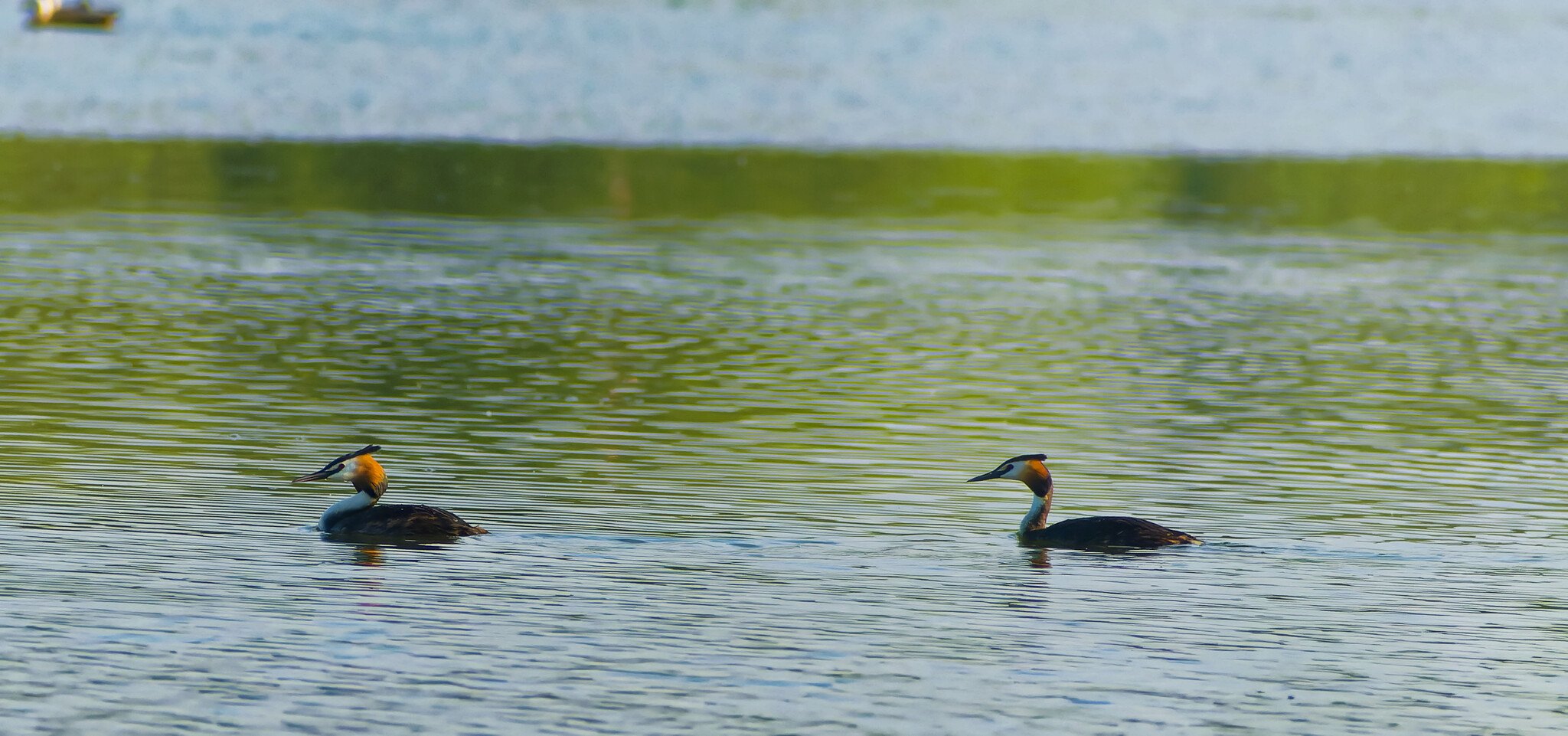 Chronicles of our town - My, Birds, Photo hunting, Ornithology, The nature of Russia, Hobby, Nature, Insects, Жуки, Sunset, Animals, beauty of nature, Longpost