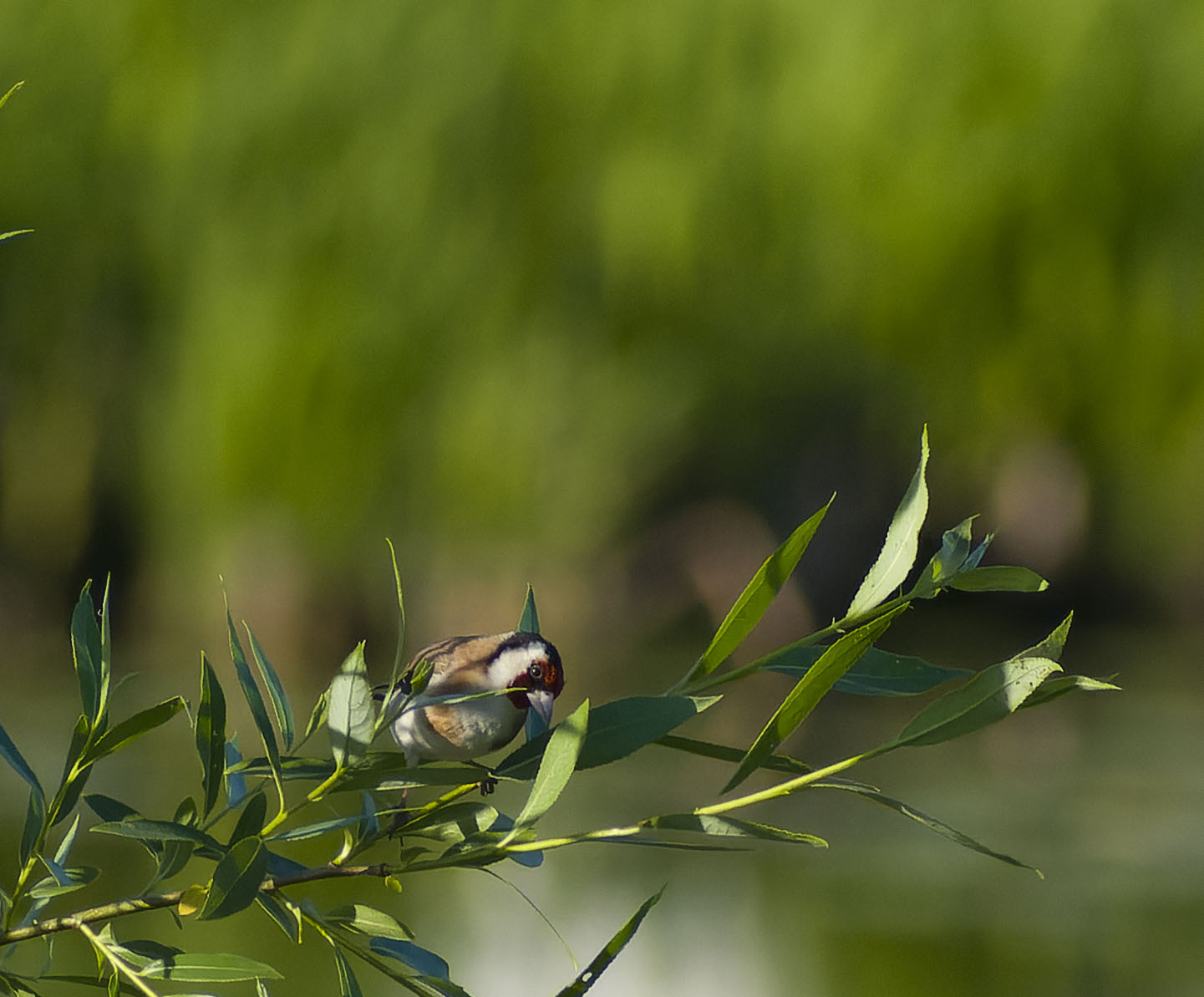 Chronicles of our town - My, Birds, Photo hunting, Ornithology, The nature of Russia, Hobby, Nature, Insects, Жуки, Sunset, Animals, beauty of nature, Longpost