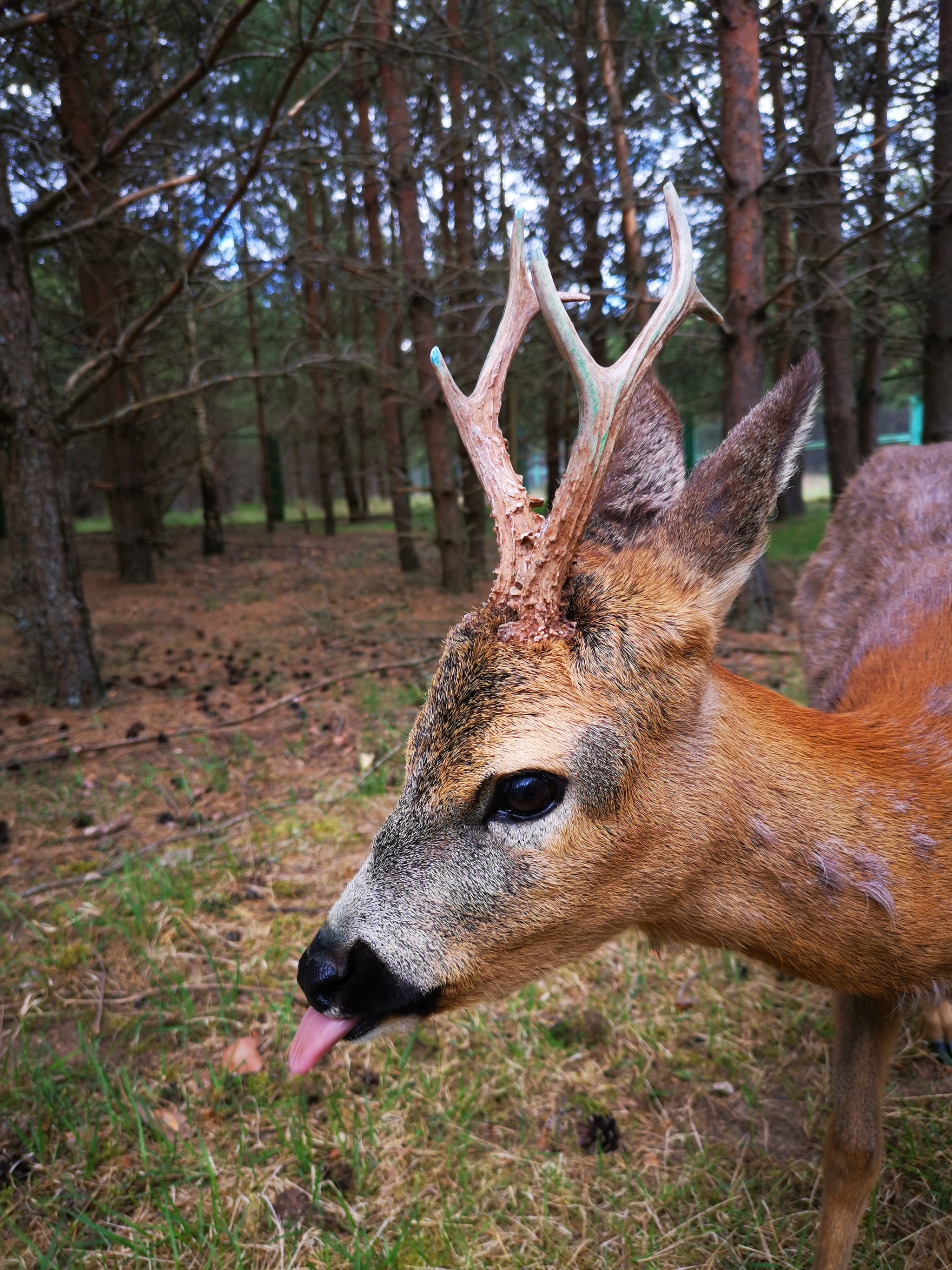 stupid tongue - My, Mobile photography, Wild animals, Roe, Milota, Reserves and sanctuaries