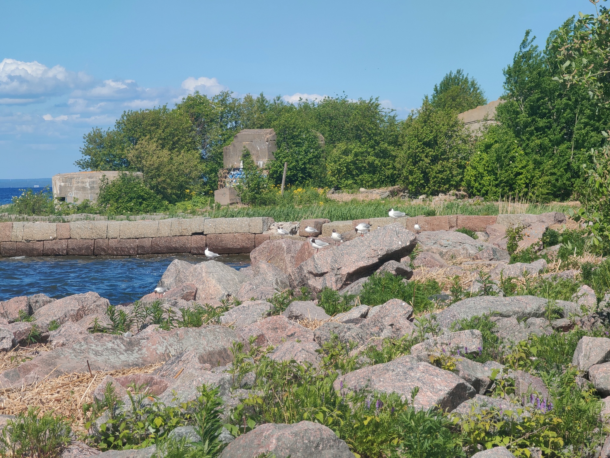 1st Northern Fort St. Petersburg 2022 - My, Mobile photography, Without processing, Kronstadt, Saint Petersburg, Seagulls, The Gulf of Finland, Longpost