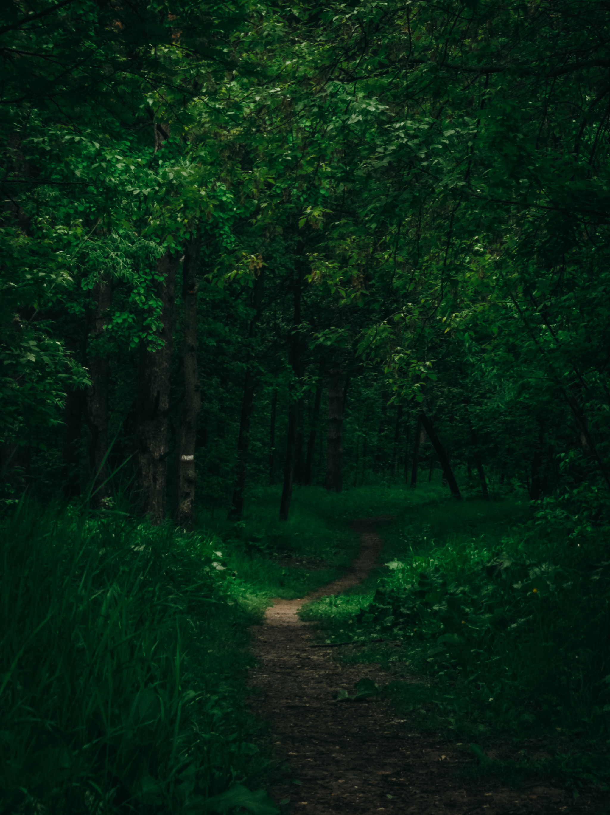 Road in the forest - My, The photo, Sony xperia, Forest, Nature, beauty of nature, Longpost