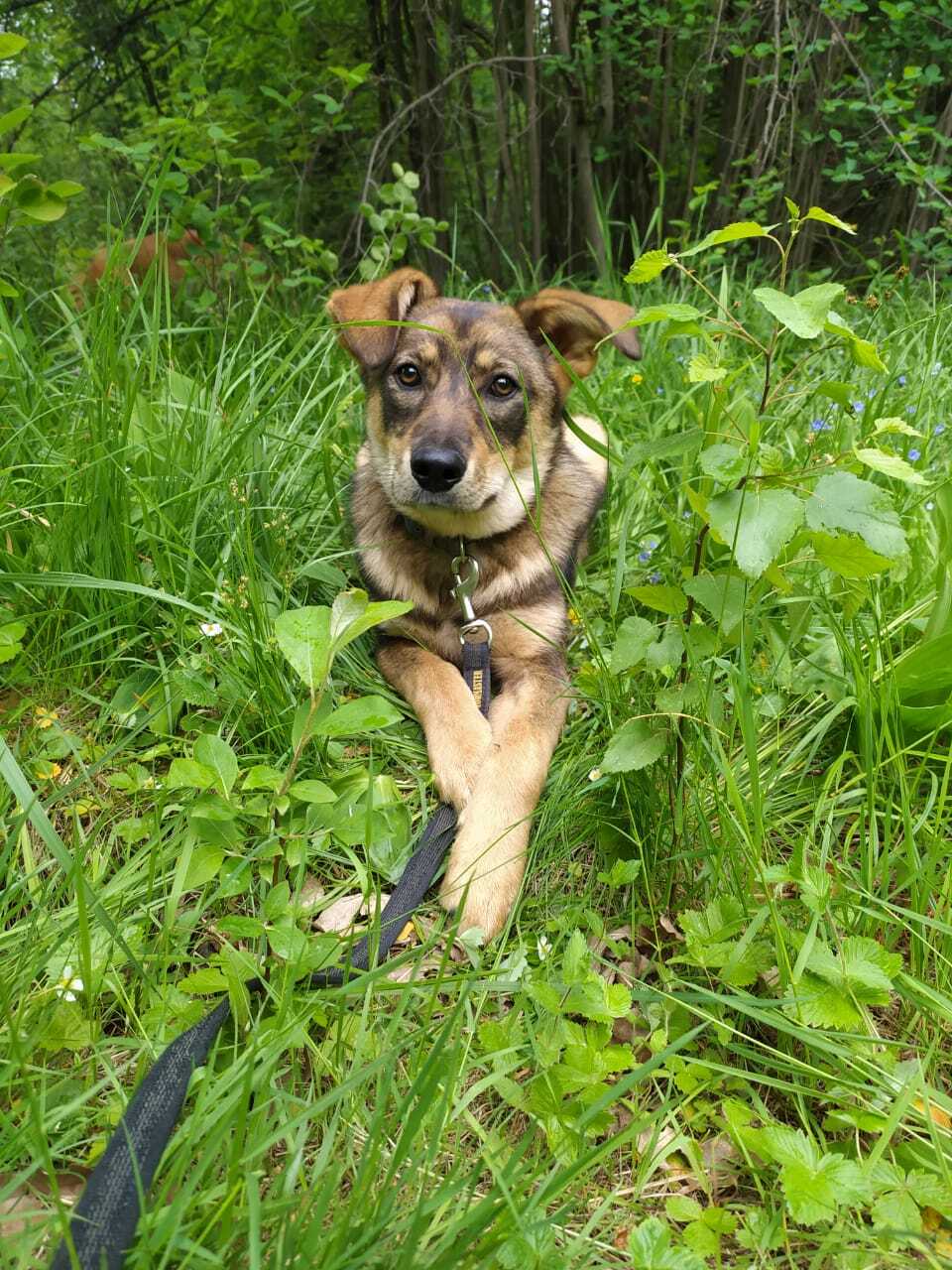 forest fairies - My, Dog, Moscow, Moscow region, Friends, No rating, Animal Rescue, The photo, Longpost, In good hands, Video, Vertical video, Animal shelter, The rescue