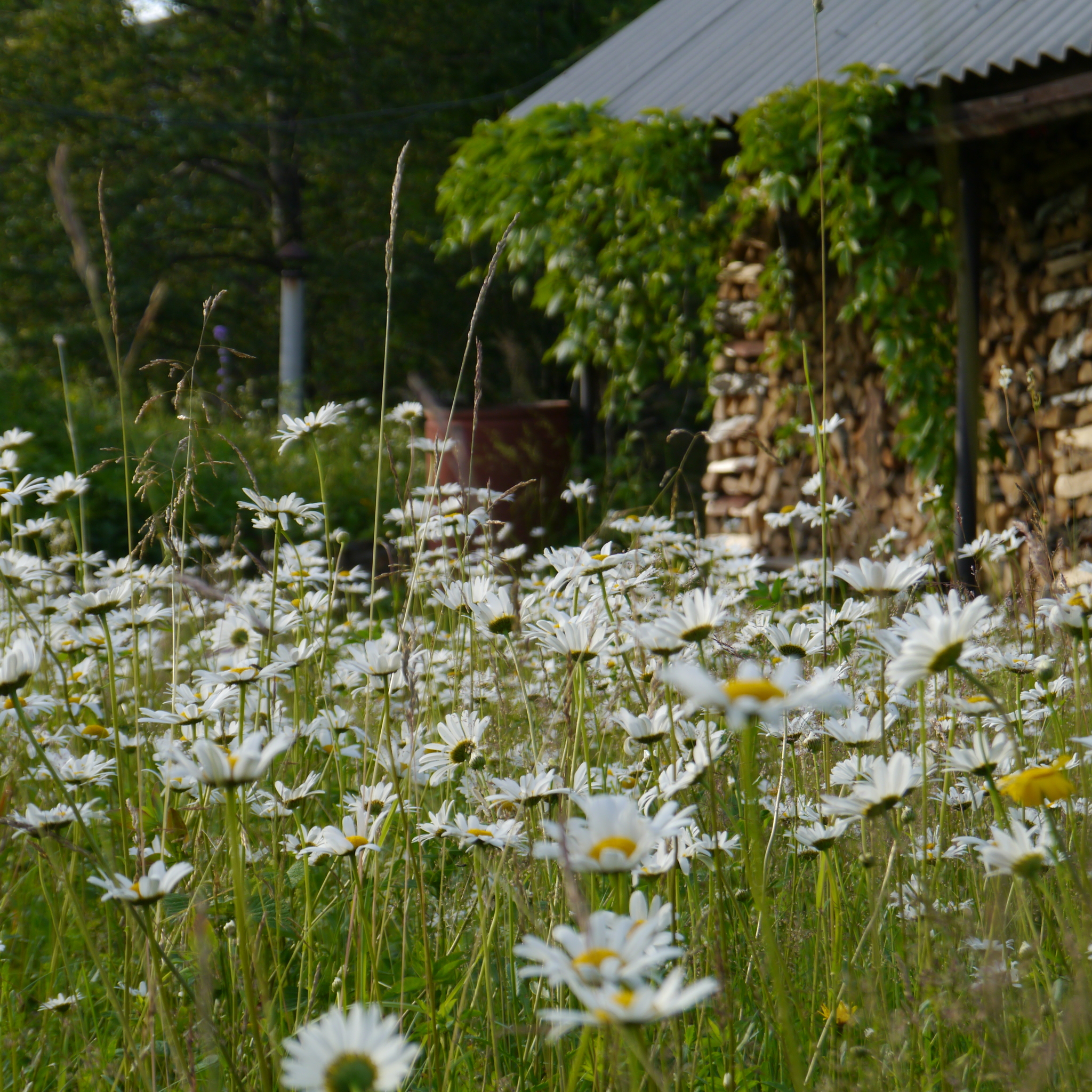 new garden)) - Plants, Garden, Longpost