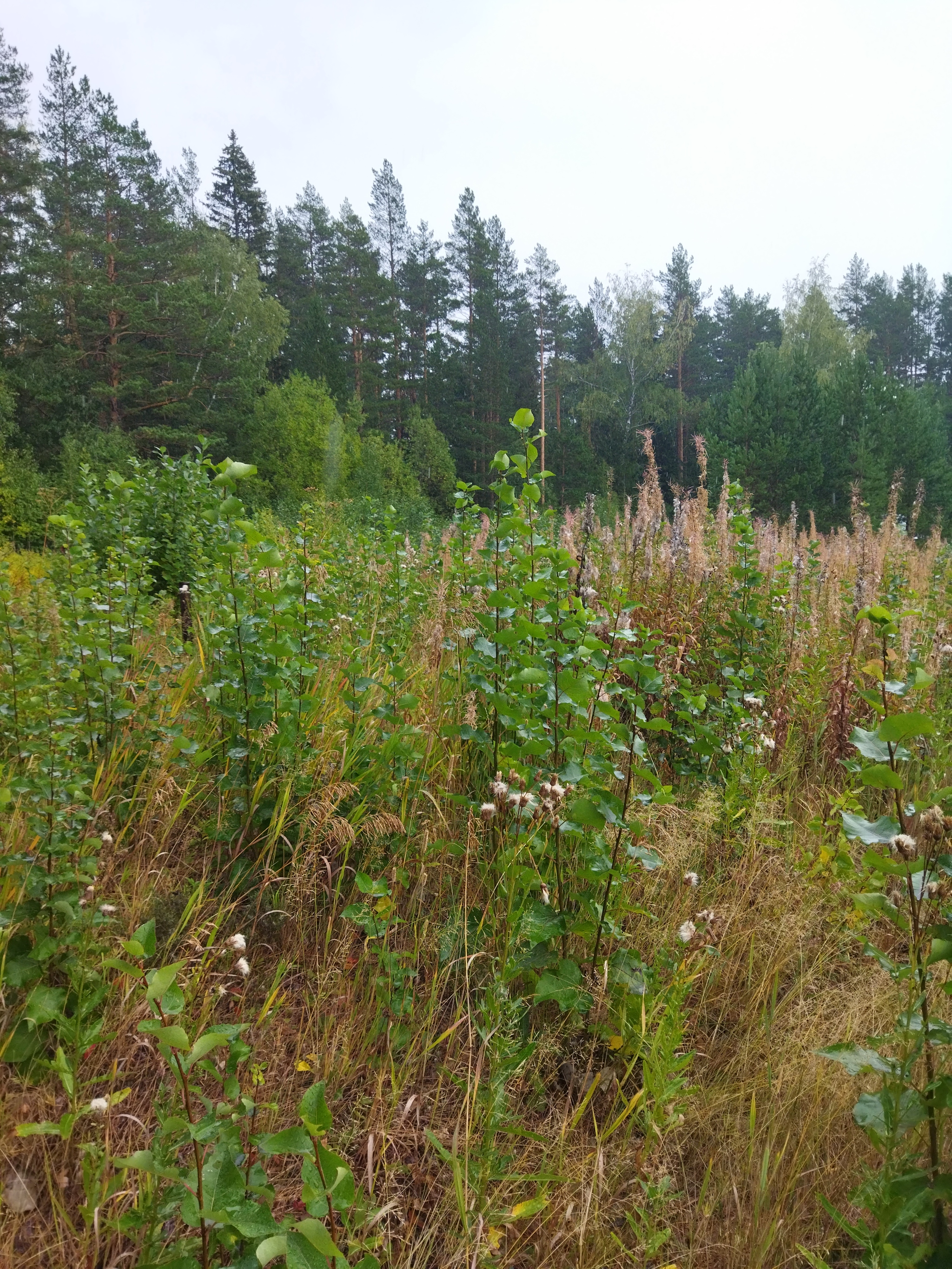 new garden)) - Plants, Garden, Longpost