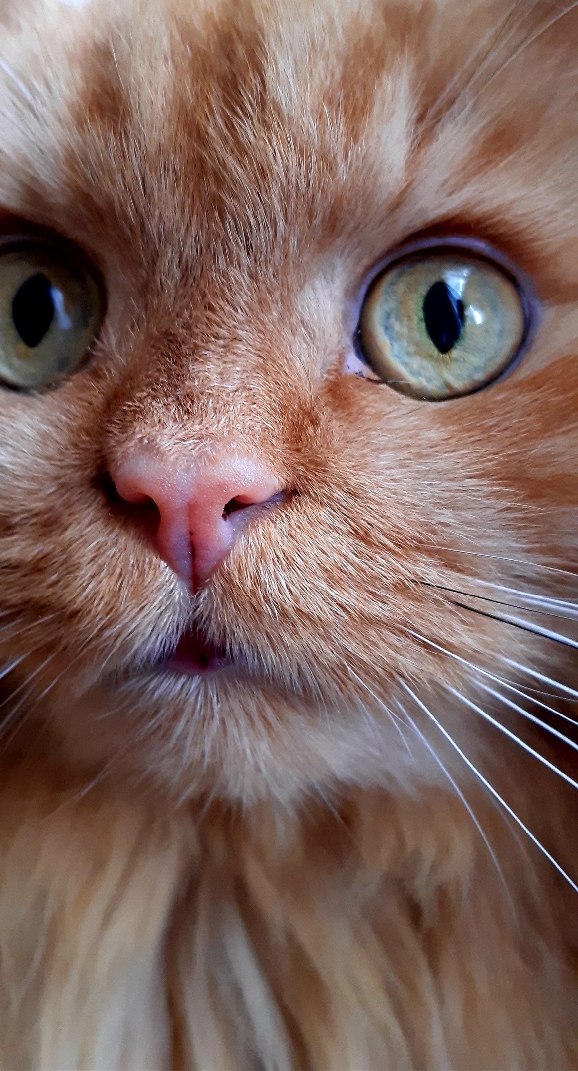 My red miracle - My, cat, Redheads, Macro photography, Eyes