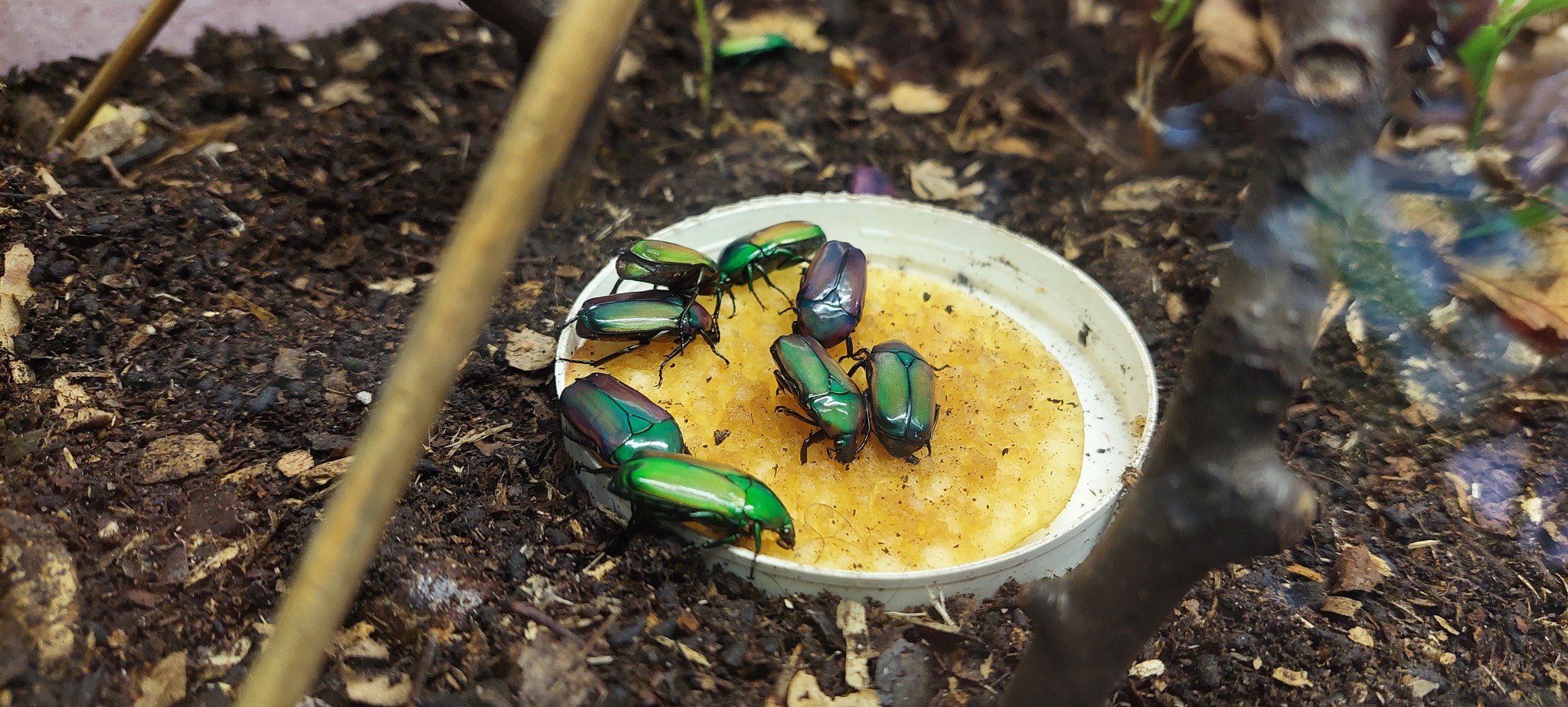 home beetle - My, Pets, Insects, Жуки, Longpost