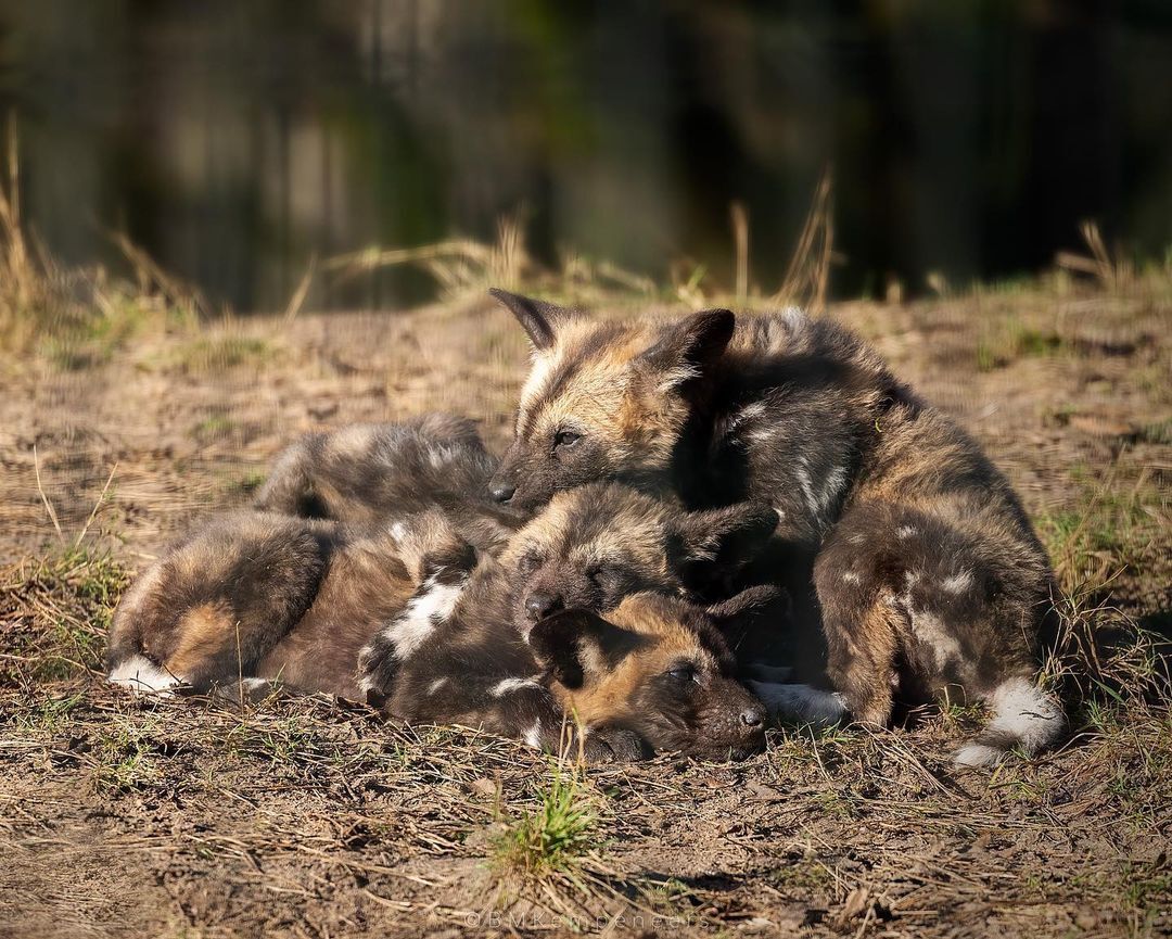 Puppies - Hyena dog, Canines, Puppies, Predatory animals, Rare view, Wild animals, The photo, Young, Longpost