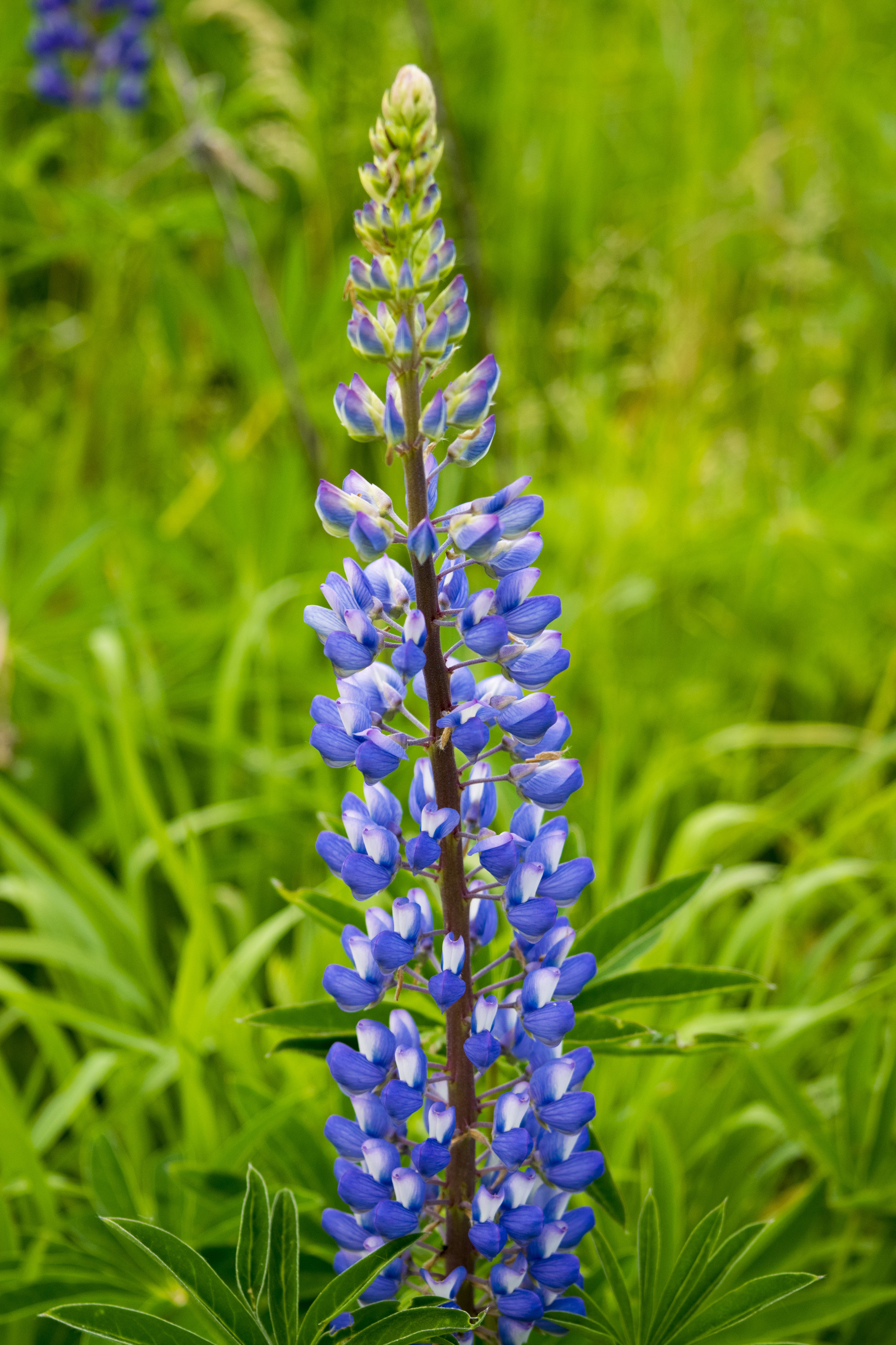 colorful summer - My, Lupine, Summer, Field, The photo, Plants, beauty, Nikon, Longpost