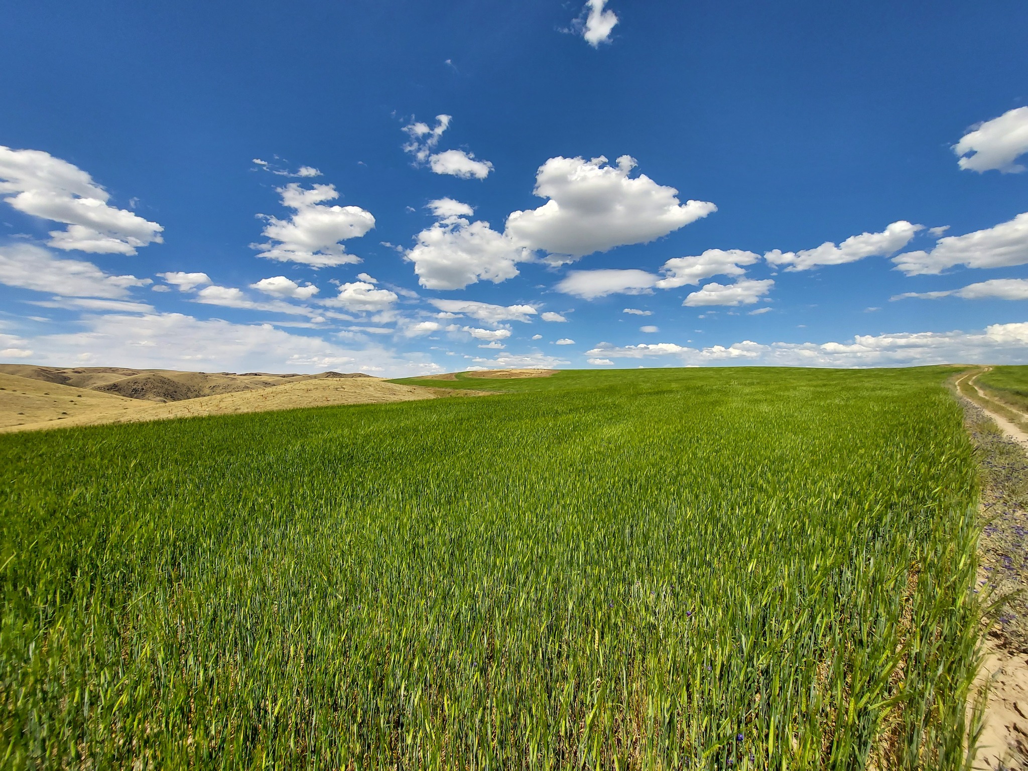 Nice view in the countryside - My, Field, Nature, Beautiful view, Mobile photography, Longpost, Sky, Clouds