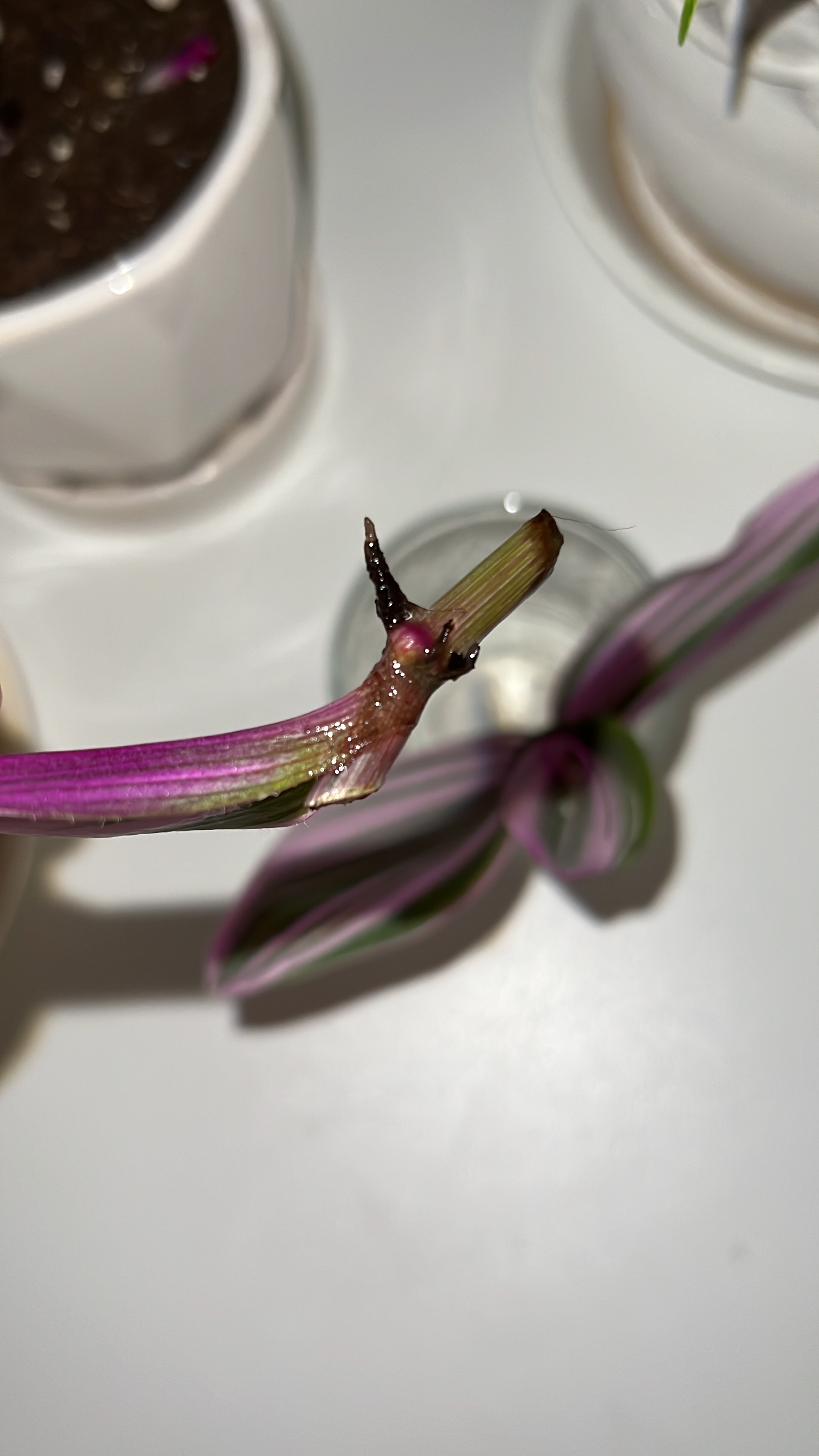 Tradescantia is sick - Tradescantia, Houseplants, Longpost