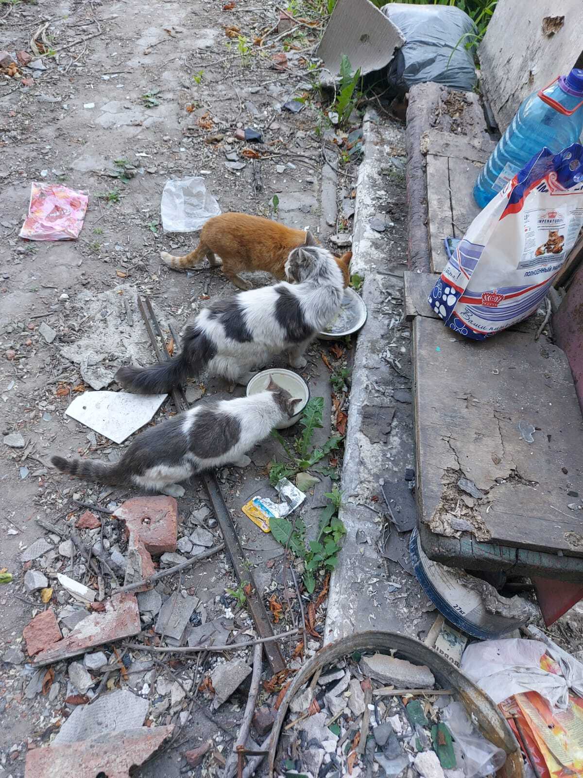 Котоэкспресс в Мариуполе - Моё, Сила Пикабу, Пикабушники, Кот, Добровспышка, Мариуполь, ДНР, Поездка, Гуманитарная помощь, Помощь животным, Благодарность, Видео, Длиннопост, Без рейтинга