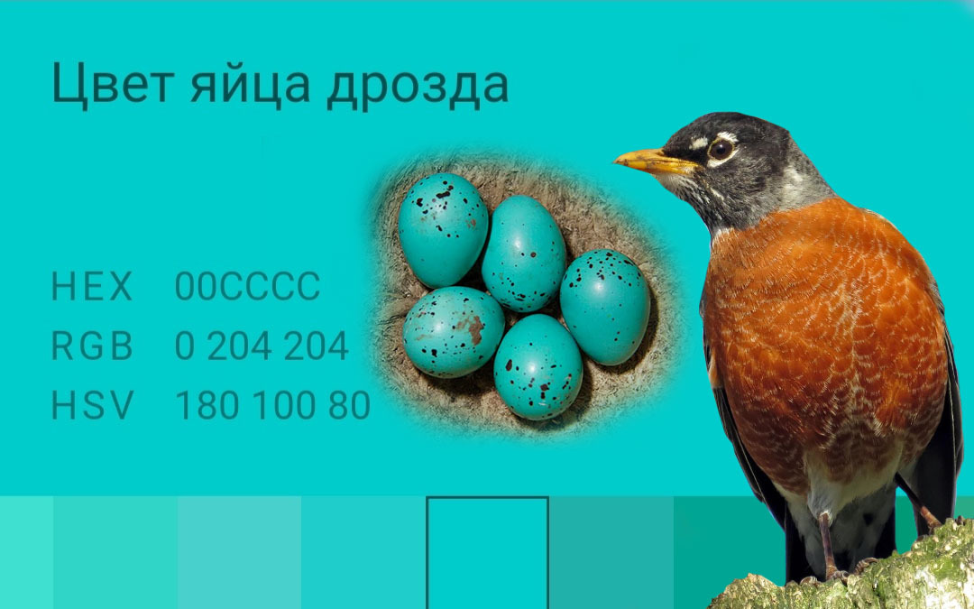 Days of a Designer. Flying over a thrush's nest - My, Design, Aesthetics, Color, Rgb, Creative, Idea, Longpost