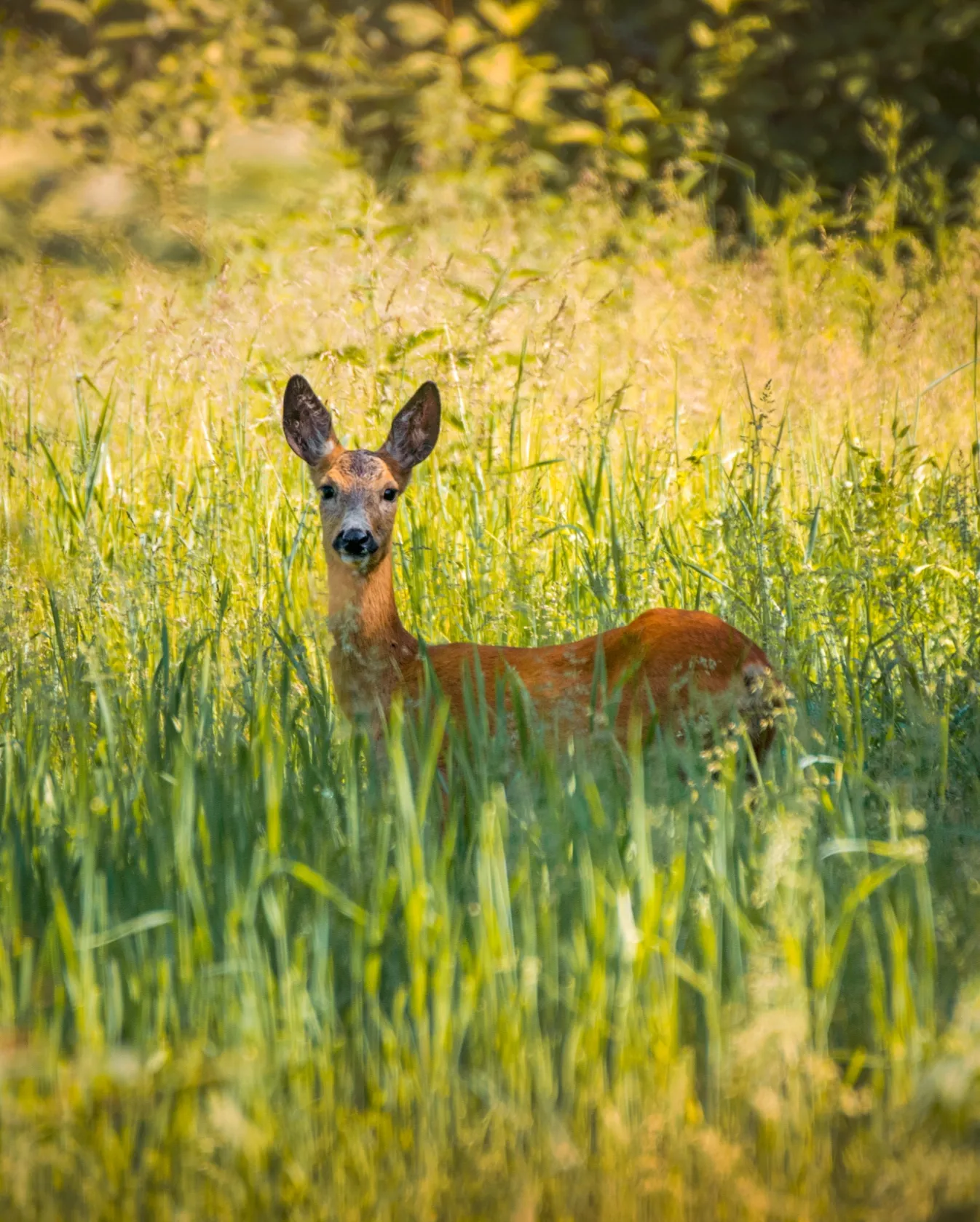 Повезло запечатлеть! - Моё, Животные, Косуля, Олени, Природа, Фотограф, Анималистика, Фотоохота, Длиннопост