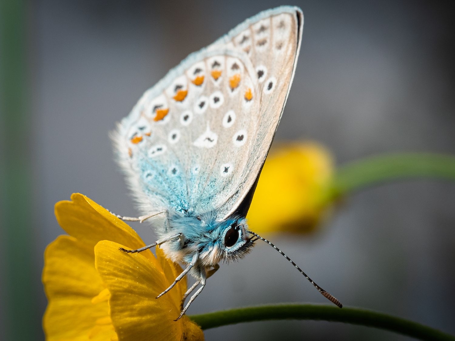 What is this pokemon? - My, Butterfly, Butterfly, The photo, Insects, Macro photography