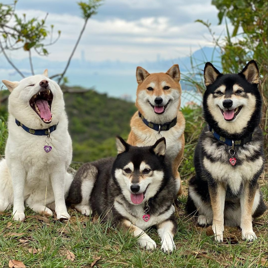 Every company has one abnormal - Humor, Dog, Animals, Abnormality, Not like everyone else, The photo, Erysipelas, Shiba Inu, Longpost