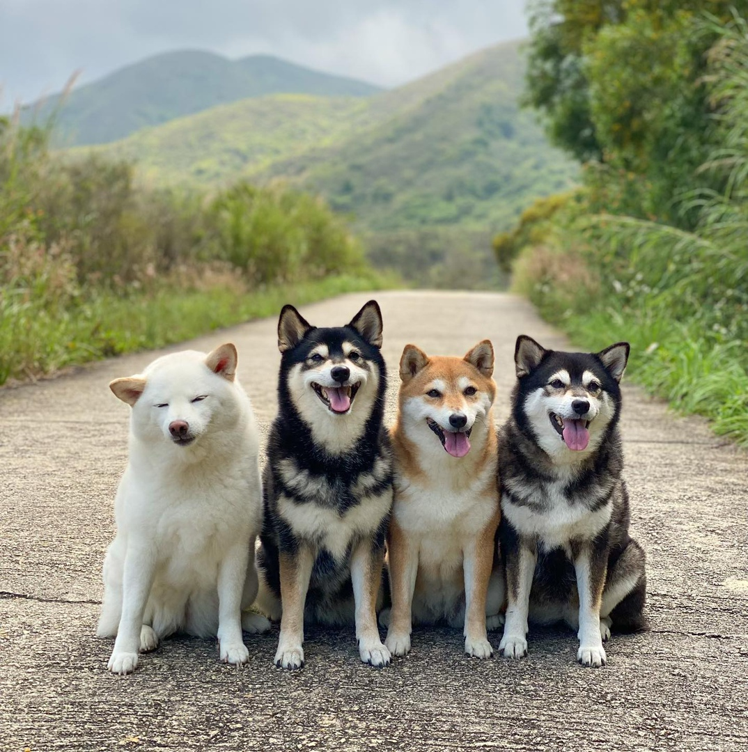 Every company has one abnormal - Humor, Dog, Animals, Abnormality, Not like everyone else, The photo, Erysipelas, Shiba Inu, Longpost