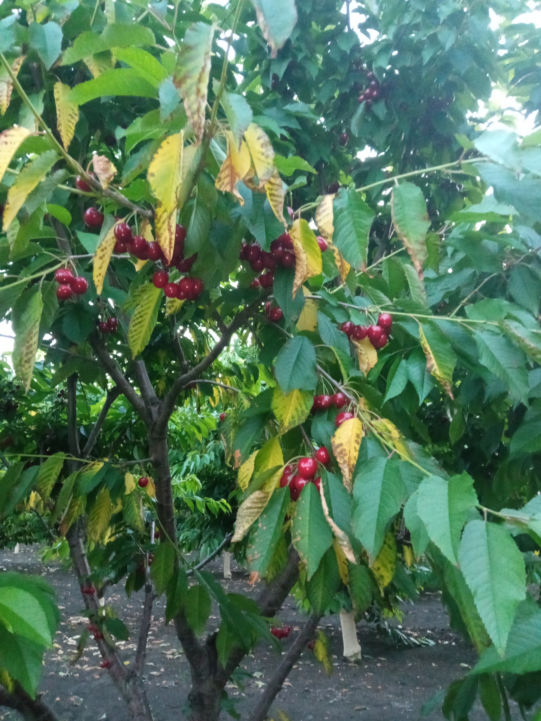 Do you want cherries? - My, Cherries, Garden, Harvest, Summer, Fruit trees, Longpost