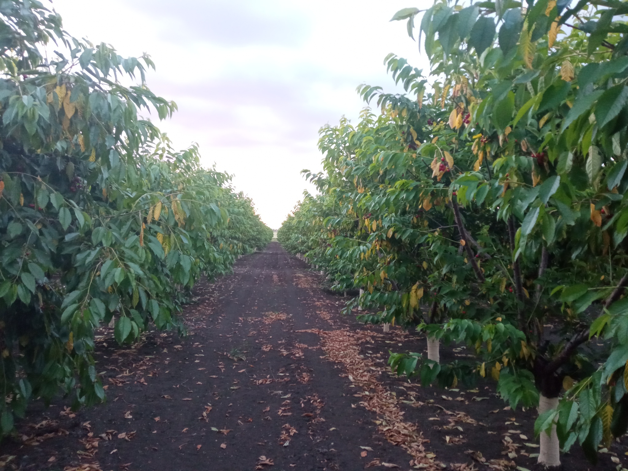 Do you want cherries? - My, Cherries, Garden, Harvest, Summer, Fruit trees, Longpost