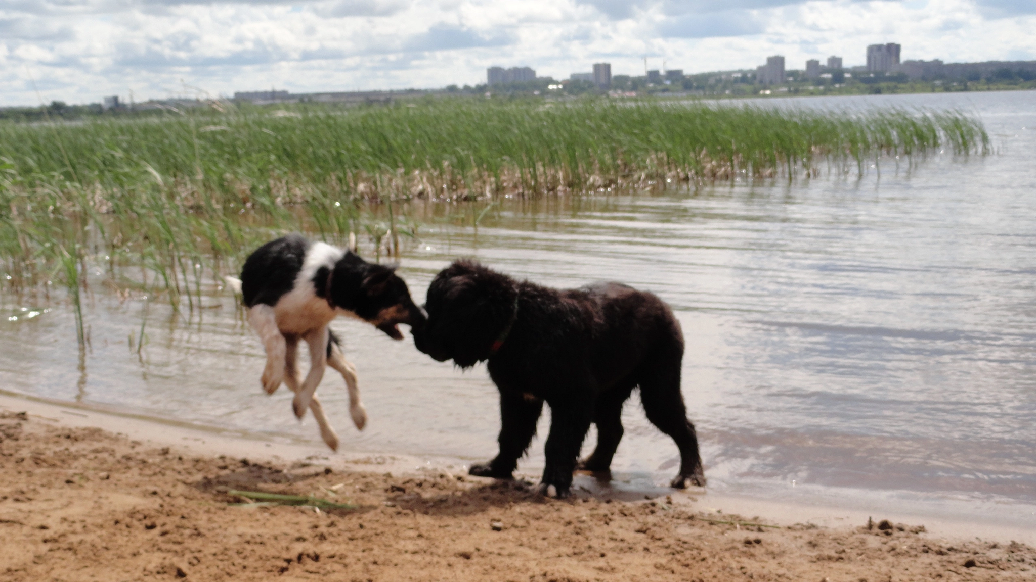 Just dogs - My, Dog, Newfoundland, Cur, Izhevsk