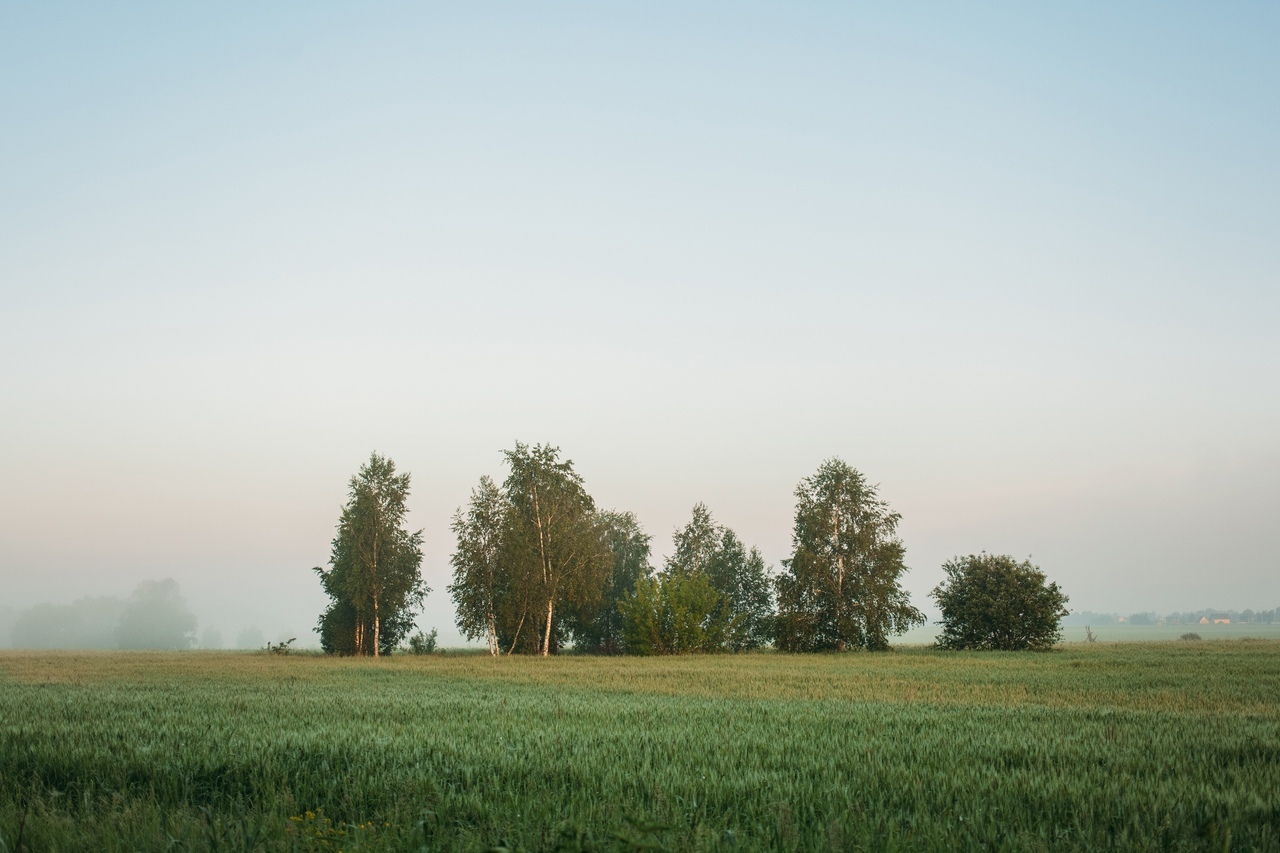 Dawn. Fog covered fields - My, Nature, Forest, The nature of Russia, wildlife, Mobile photography, beauty of nature, Field, Fog, Morning, Camping, Walk in the woods, Relaxation, The photo, Travel across Russia, Summer, Grass, Wildflowers, Beautiful view, Tree, Longpost